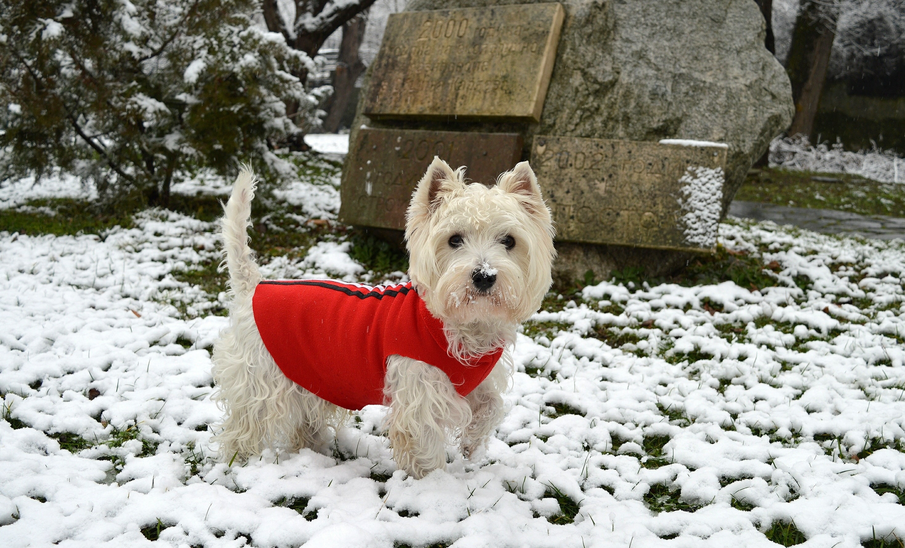 2K, Dog, Snow, The West highland white Terrier, Winter, HD Wallpaper