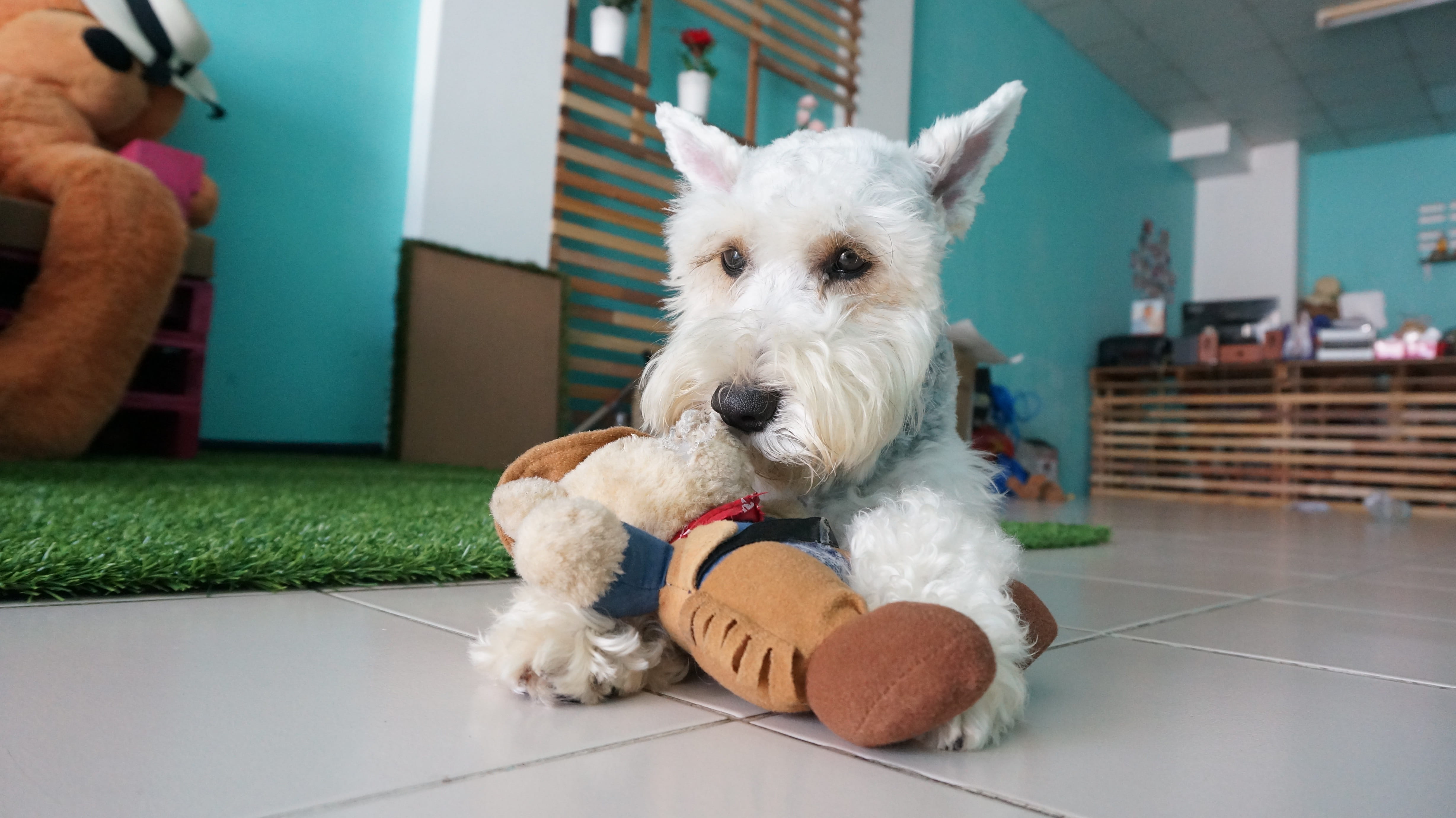 small, Canny, flooring, doll, Arent, dog doll, cute, focus on foreground, people, domestic animals, poodle, schnauzer, west highland white terrier, indoors, HD Wallpaper