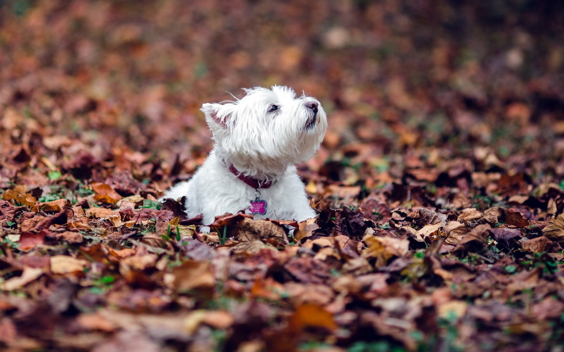 one animal, fall, focus, looking, selective focus, dry, domestic animals, puppy, westie, mammal, change, canine, white, autumn, leaves, west highland white terrier, HD Wallpaper