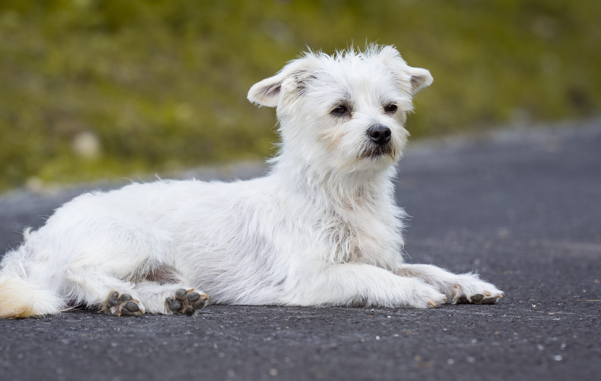 mammal, puppy, pets, domestic animals, looking at camera, dog, long, animal, focus on foreground, adorable, day, white color, coated, young animal, white, HD Wallpaper