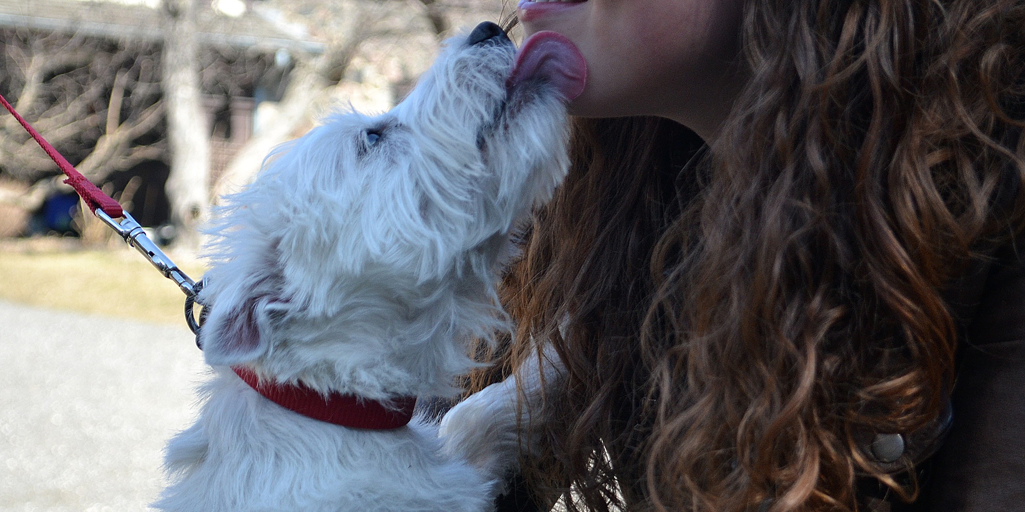 vertebrate, young adult, purebred, kisses, highland, westy, pet, face, dog, doggy, pedigree, mouth open, cute, women, young, adult, outside, hairstyle, HD Wallpaper
