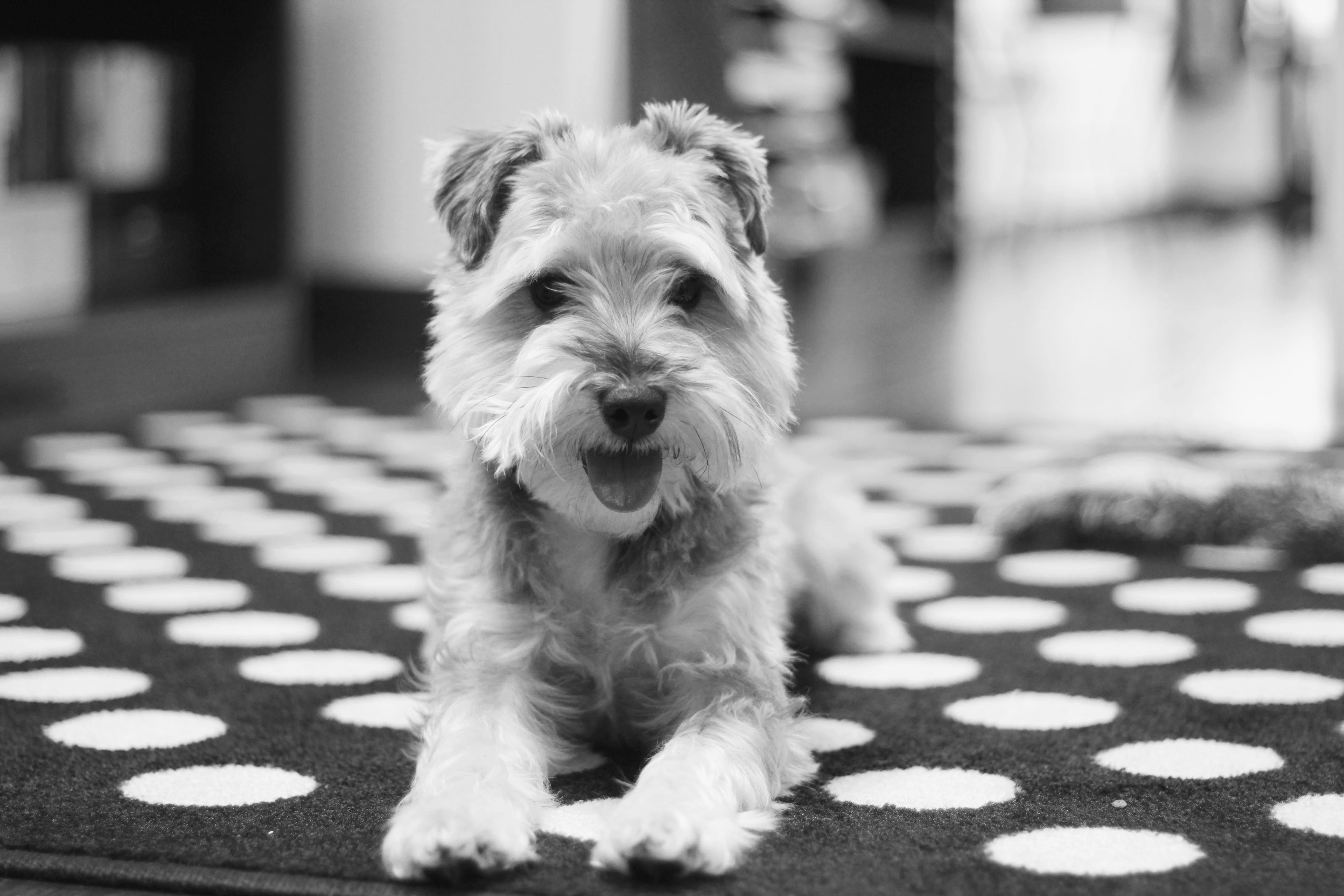 indoors, waltham, puppy, one animal, sitting, poodle, domestic, dog, pets, focus on foreground, mammal, domestic animals, schnoodle, portrait, black and white, HD Wallpaper