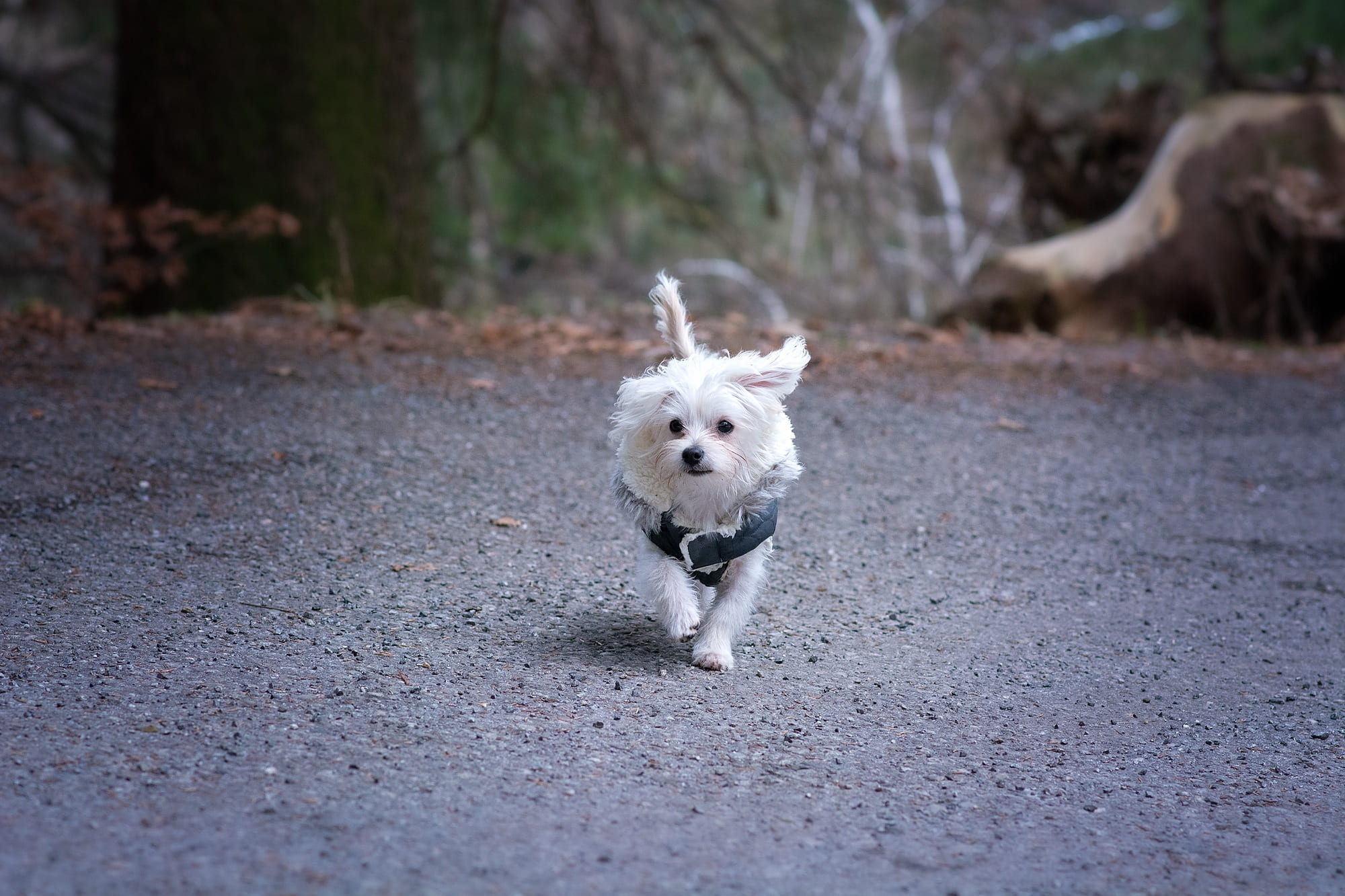 canine, mammal, walking, small dog, daytime, running, animal themes, sweet, young animal, in motion, land, dog coat, white, one animal, portrait, looking at camera, HD Wallpaper