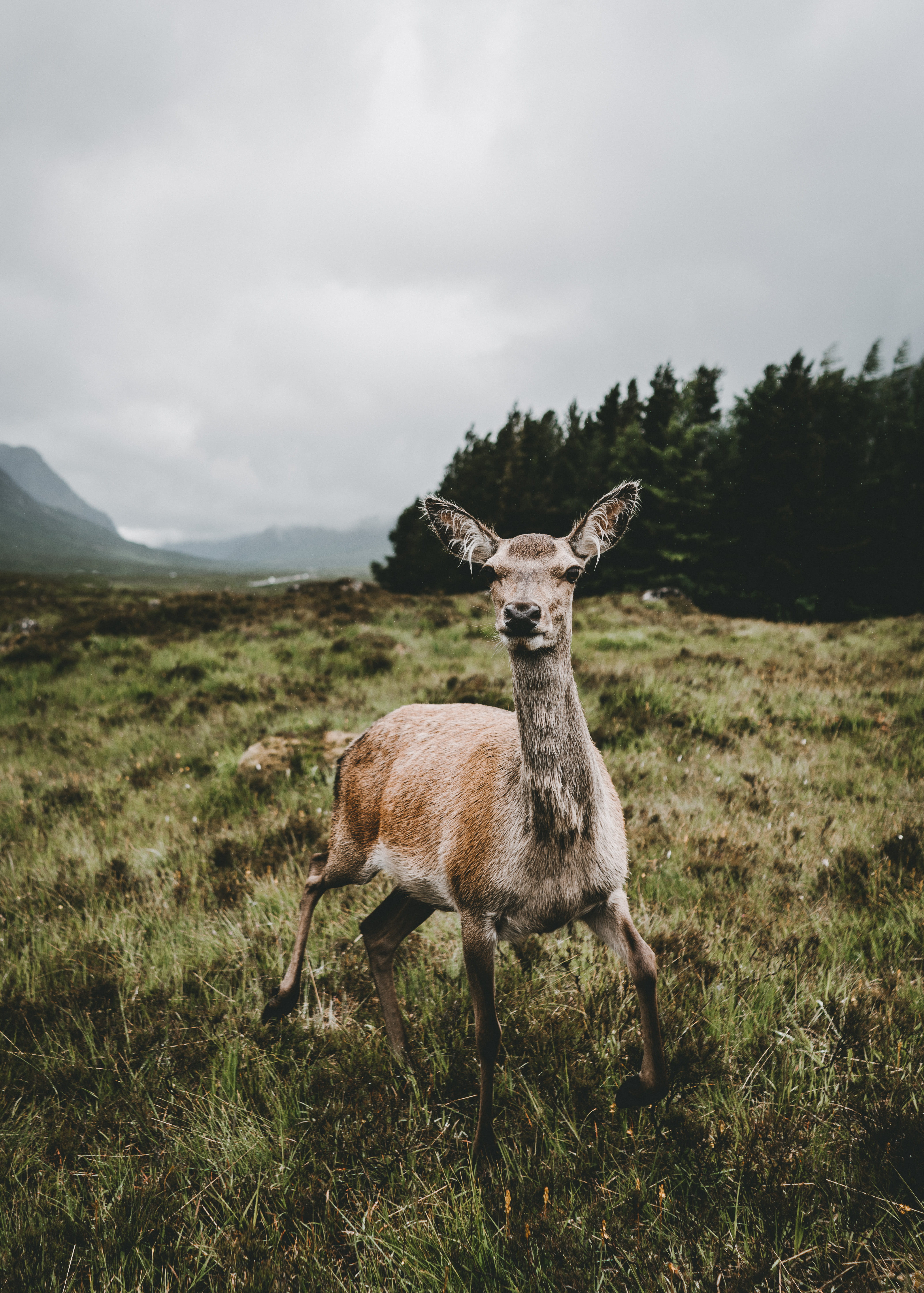 folk, no people, nature, fawn, daytime, vertebrate, curious, outdoors, highland, clouds, animal, animals in the wild, land, grass, brown, field, animal themes, Phone HD Wallpaper