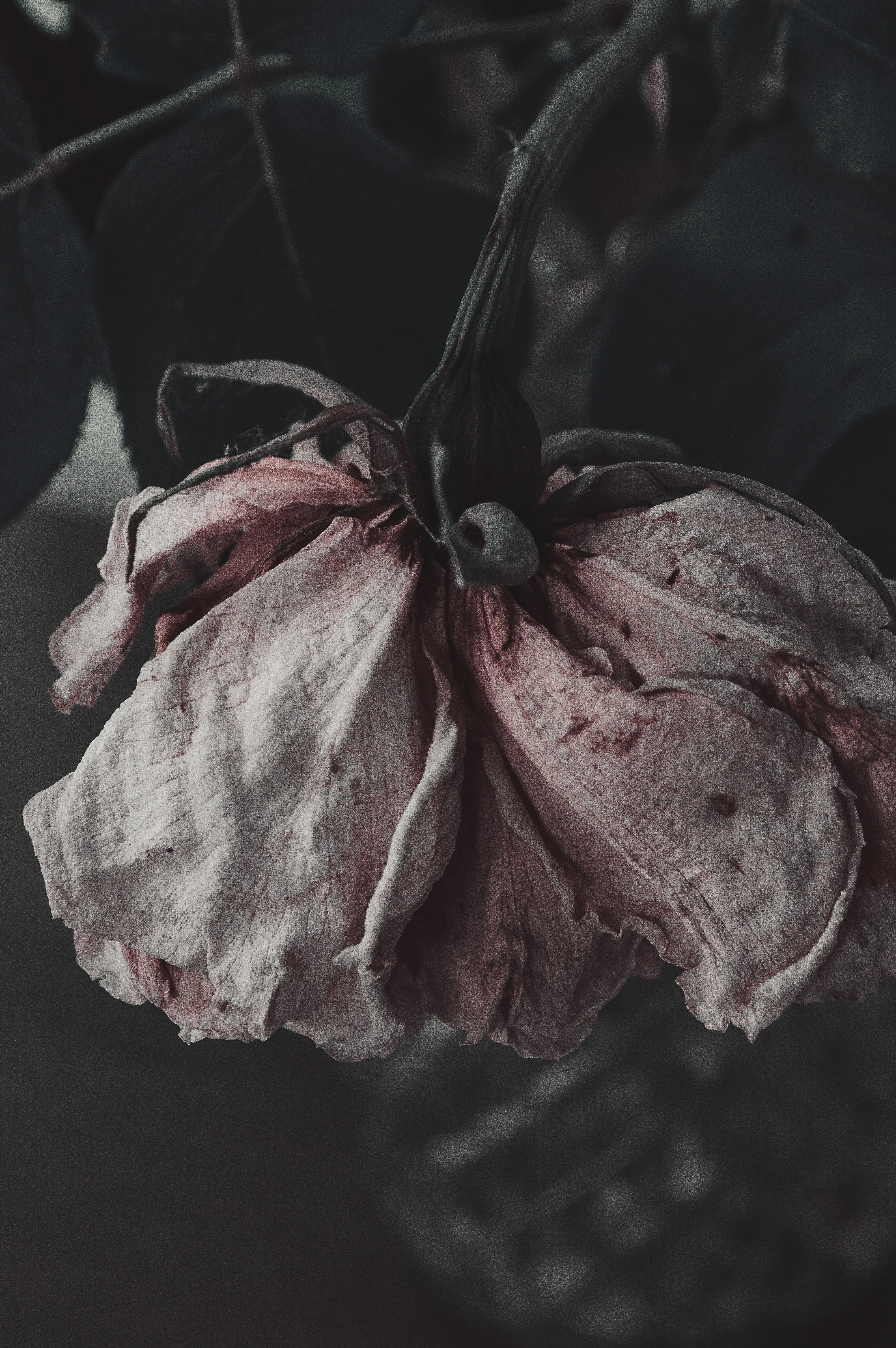 sepal, flowering plant, close-up, no people, freshness, 5K, beauty in nature, inflorescence, focus on foreground, pink, plant, petal, dried, old, wilted plant, Phone HD Wallpaper