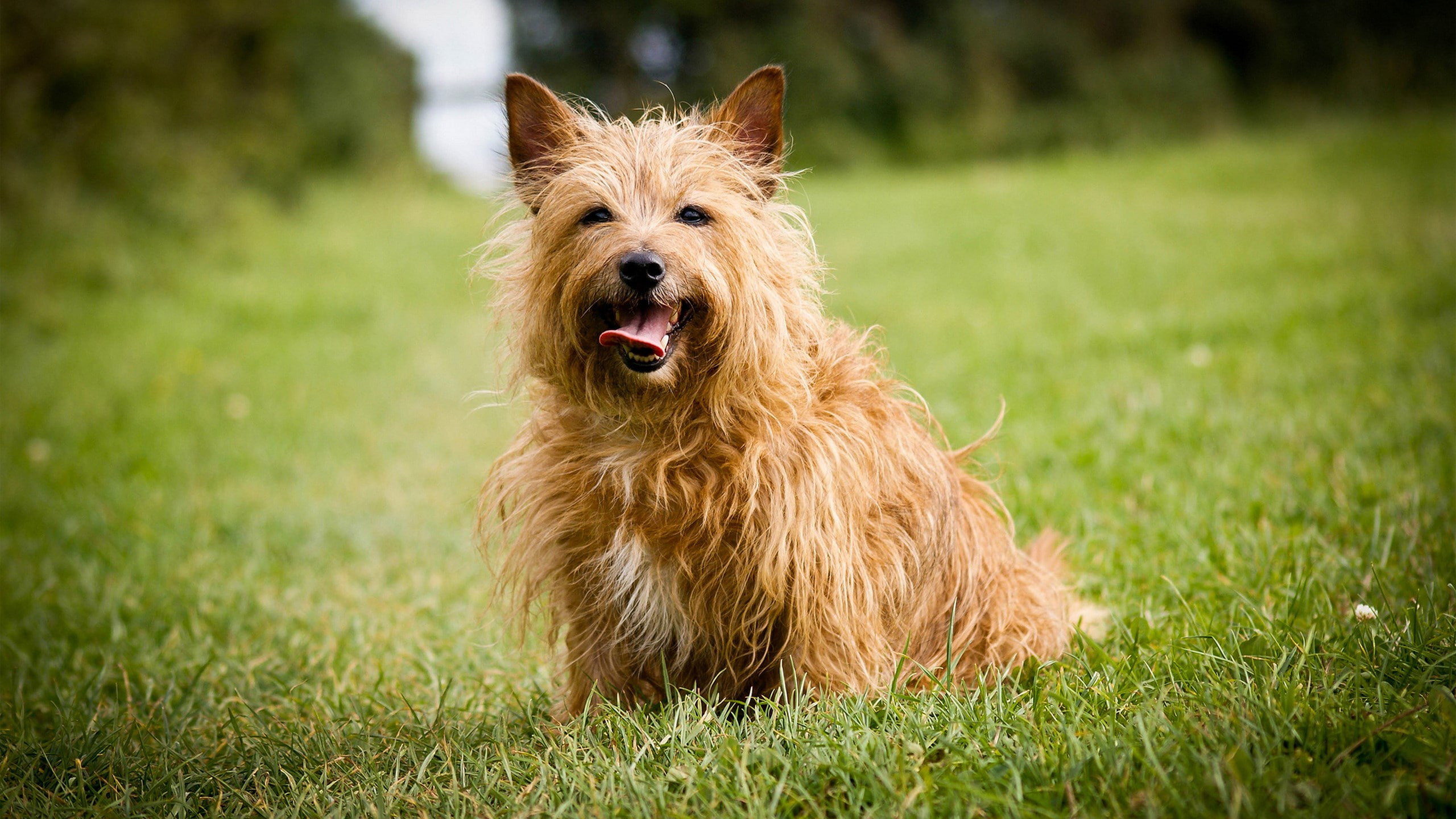plant, nature, canine, 2K, mammal, purebred dog, mini norwich terrier dog picture, dog, happiness, panting, hair, domestic, small, brown, mouth open, people, HD Wallpaper