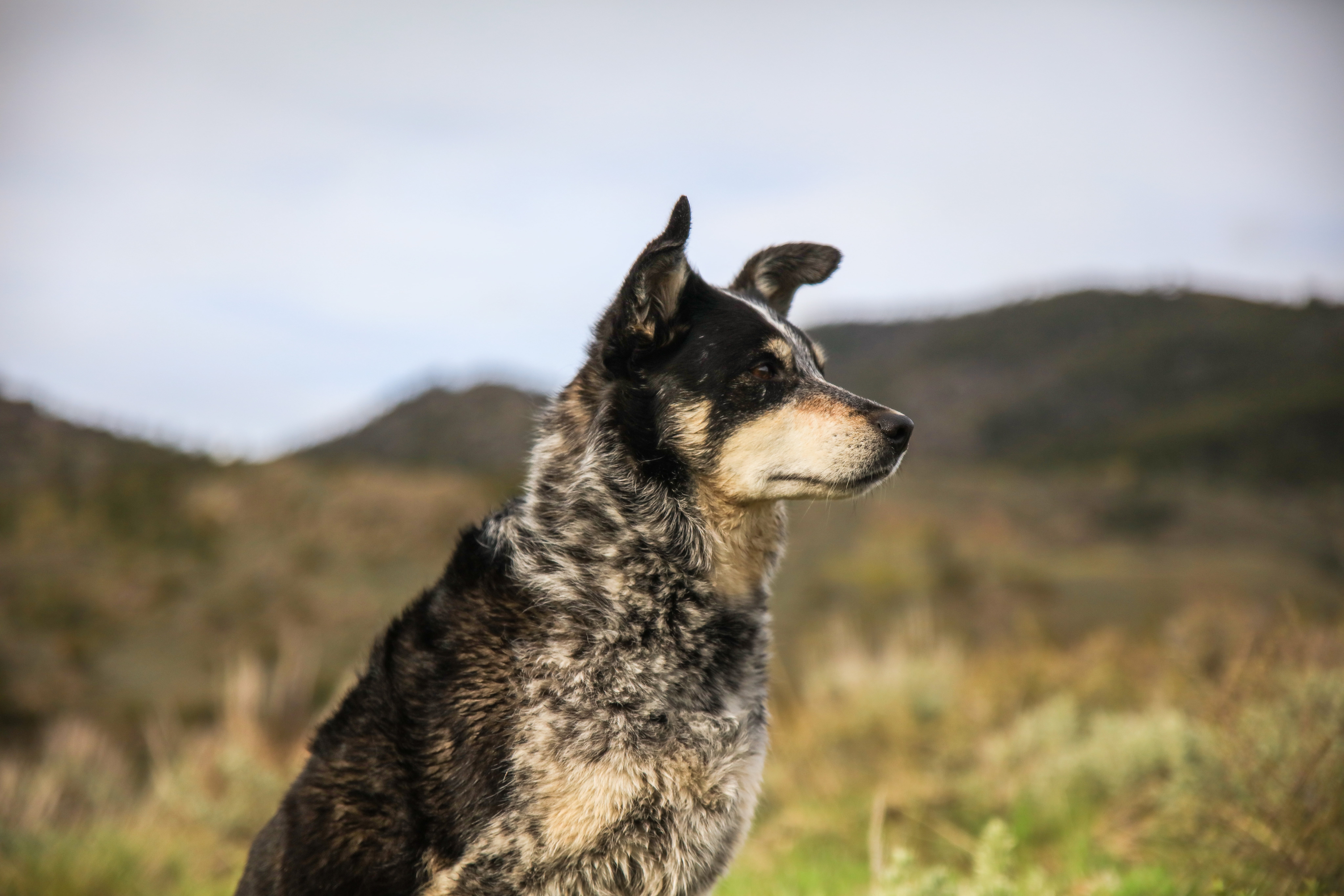 nature, eyes, mountain, black Color, black, field, purebred Dog, puppy, short, 8K, contemplation, german Shepherd, looking away, animal themes, brown, HD Wallpaper