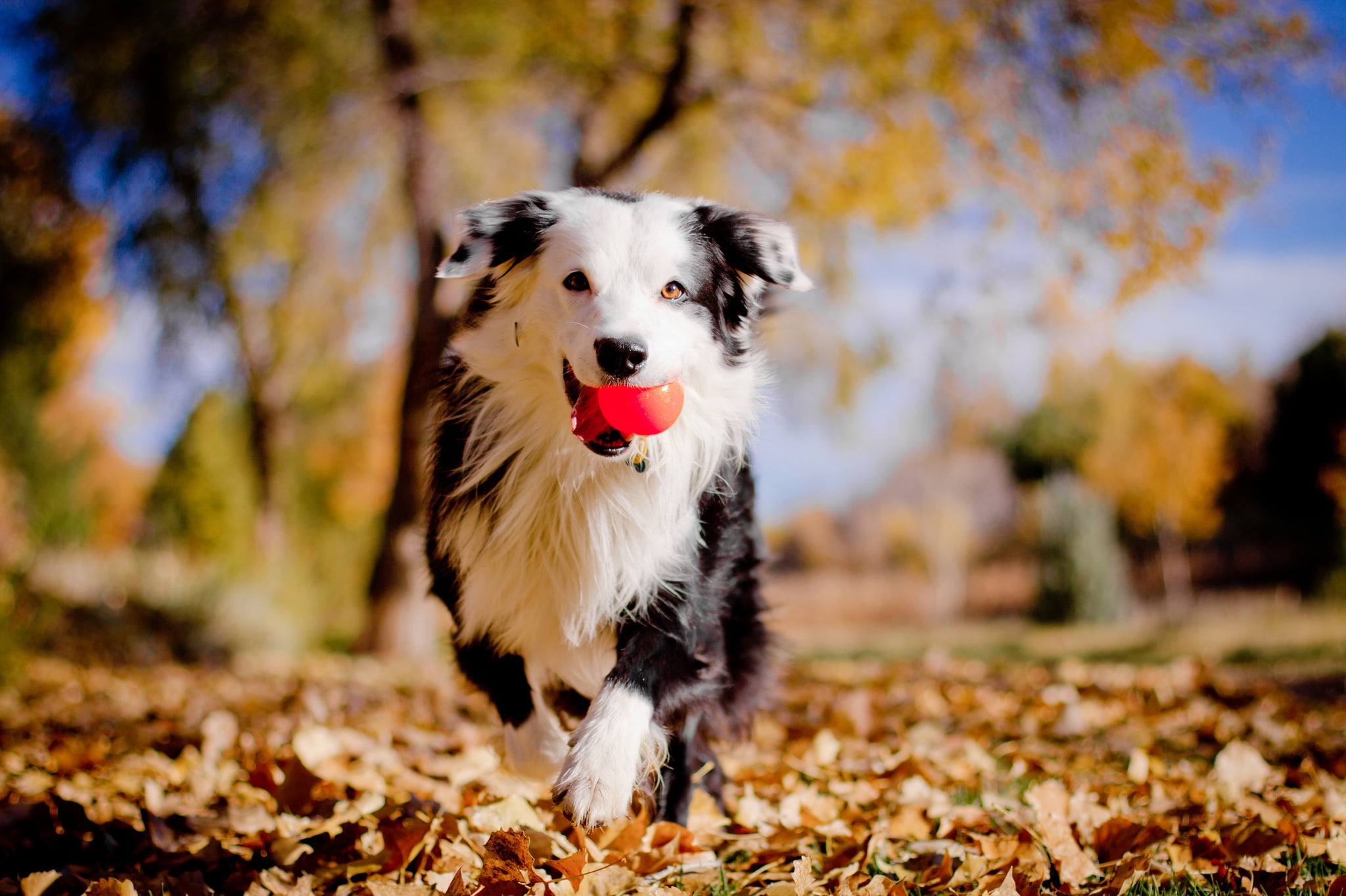 looking at camera, adult, leaf, land, animal, change, looking, mammal, happiness, outdoors, white, border collies, one Animal, plant part, sheepdog, obedience, HD Wallpaper