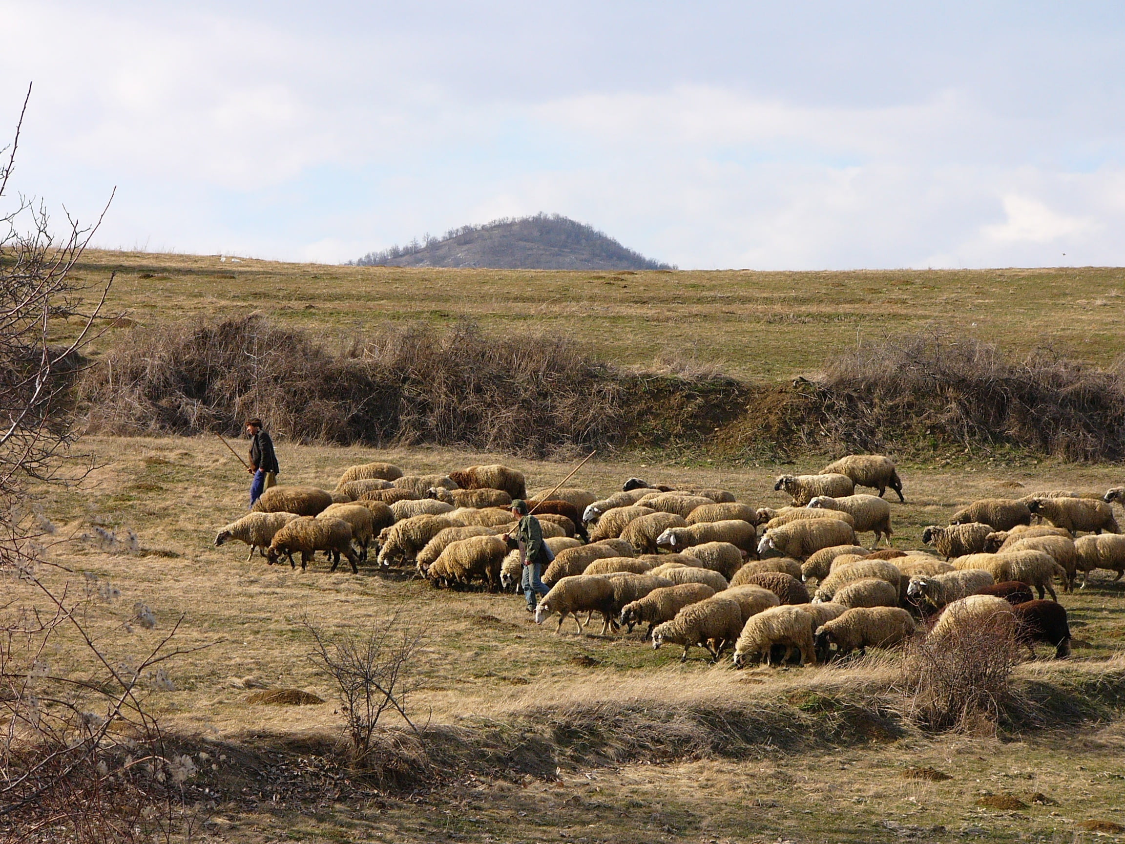 landscape, land, pastors, 1080P, livestock, bulgaria, outdoors, flock of sheep, grass, animal themes, herbivorous, field, domestic animals, environment, HD Wallpaper