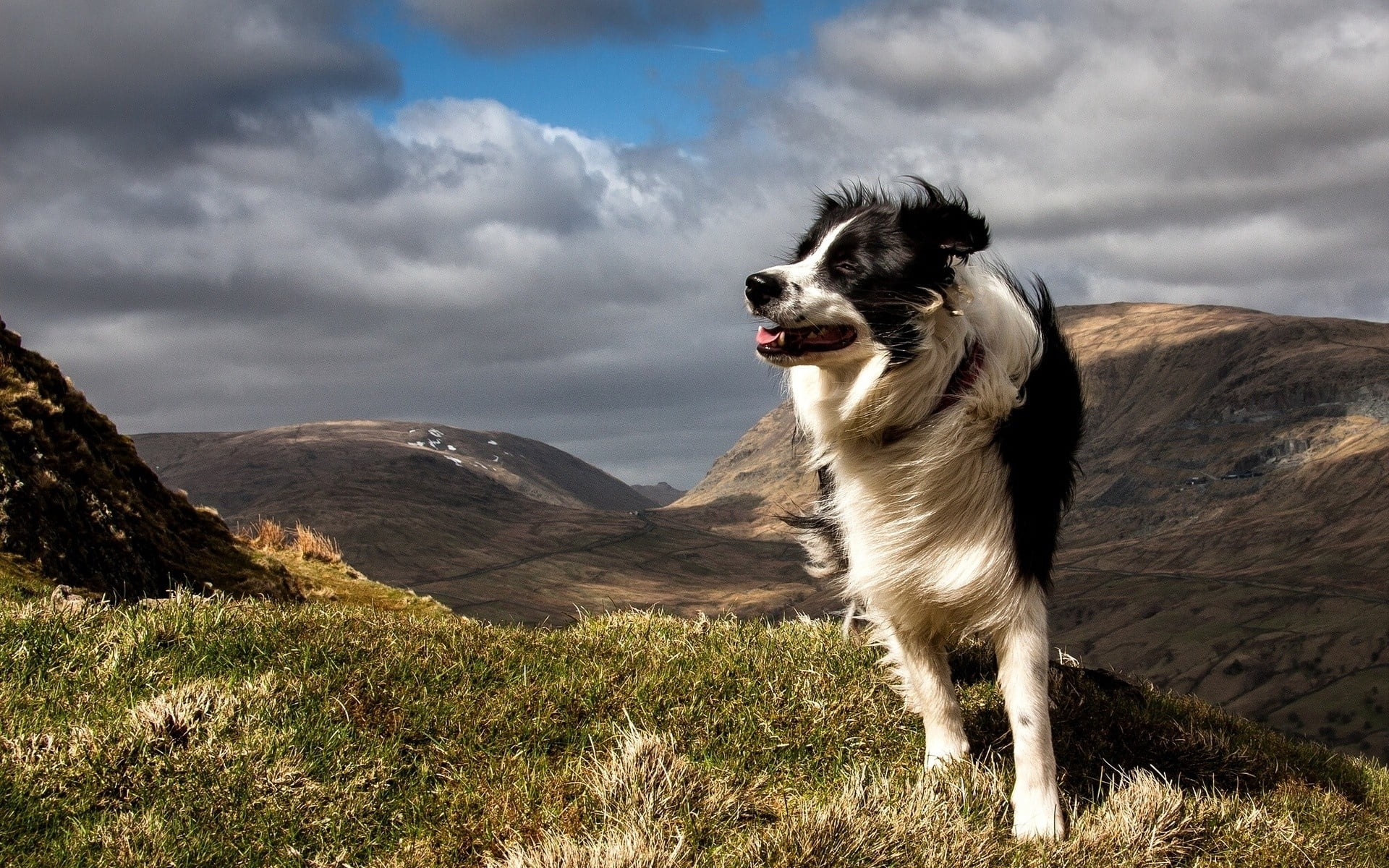 dog, pets, no People, black Color, land, border Collie, one Animal, nature, looking, long, field, coated, summer, collie, vertebrate, cloud - sky, day, HD Wallpaper