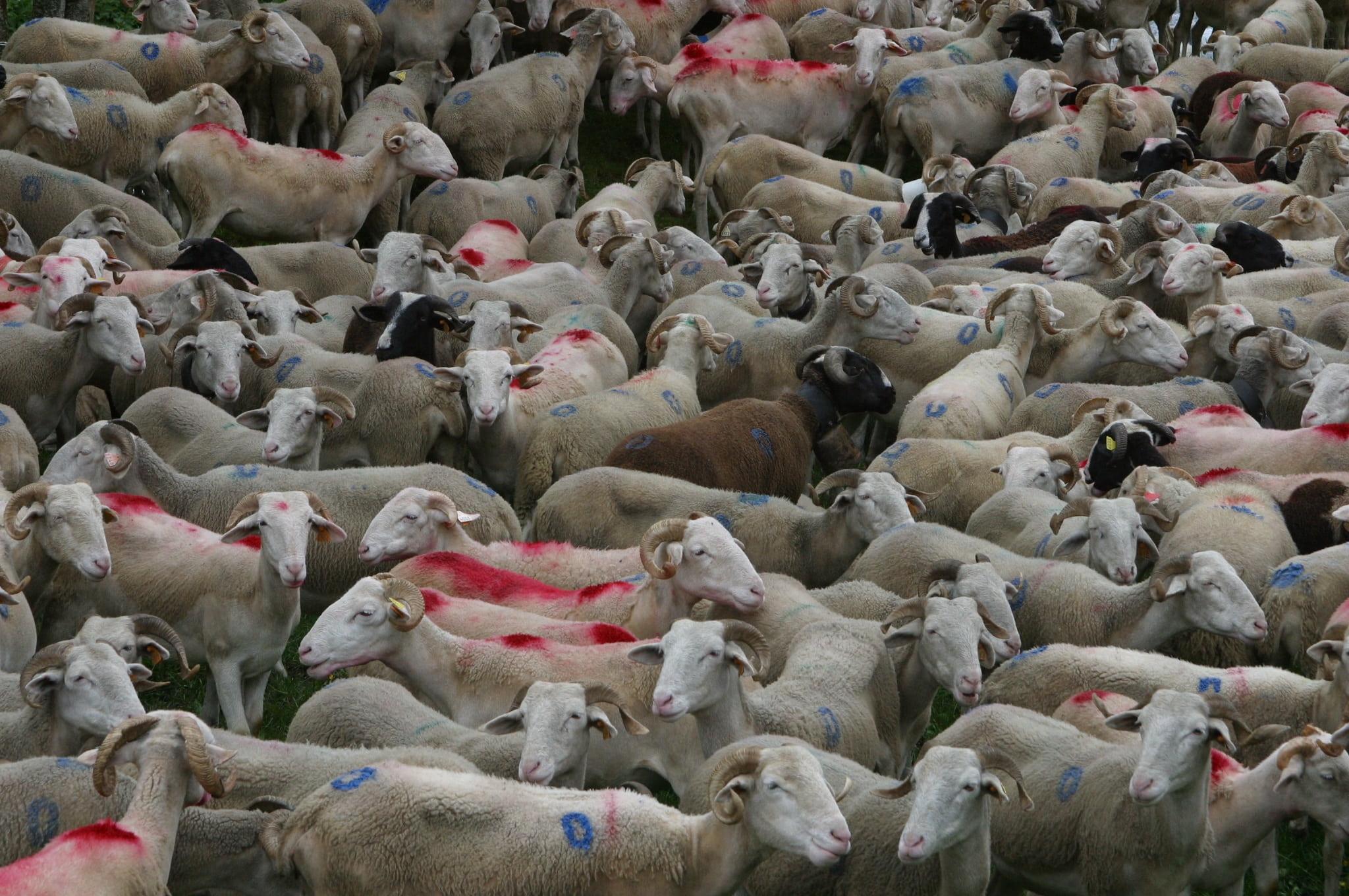 agriculture, domestic, mountains, domestic animals, animals in the wild, animal themes, 1080P, abundance, sheep-herding, crowd, france, shepherd, crowded, HD Wallpaper