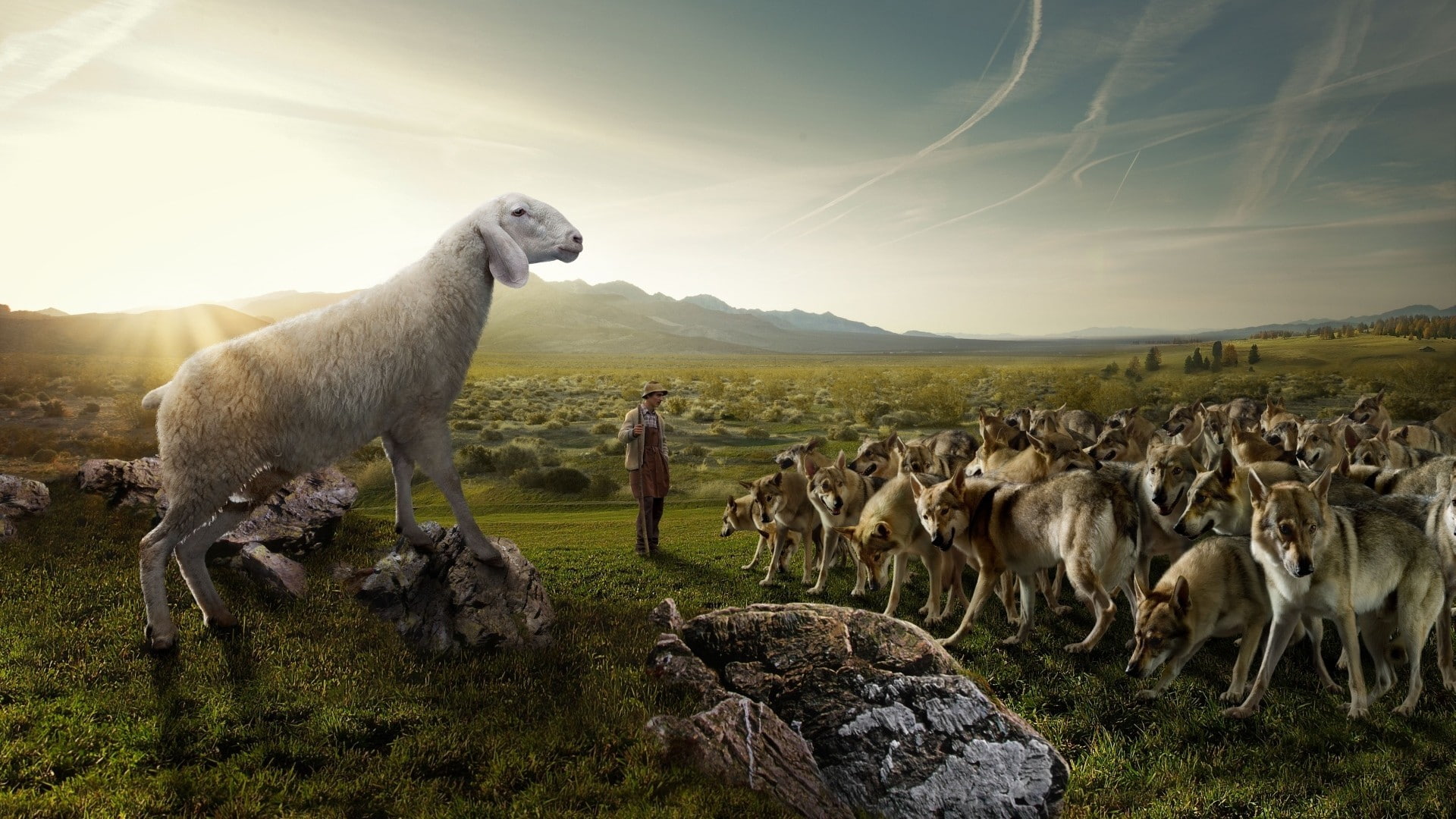 field, flock, nature, humor, 1080P, shepherd, men, wolves, situation, wolf, males, sky, rocks, mountains, sheep, People, landscapes, HD Wallpaper