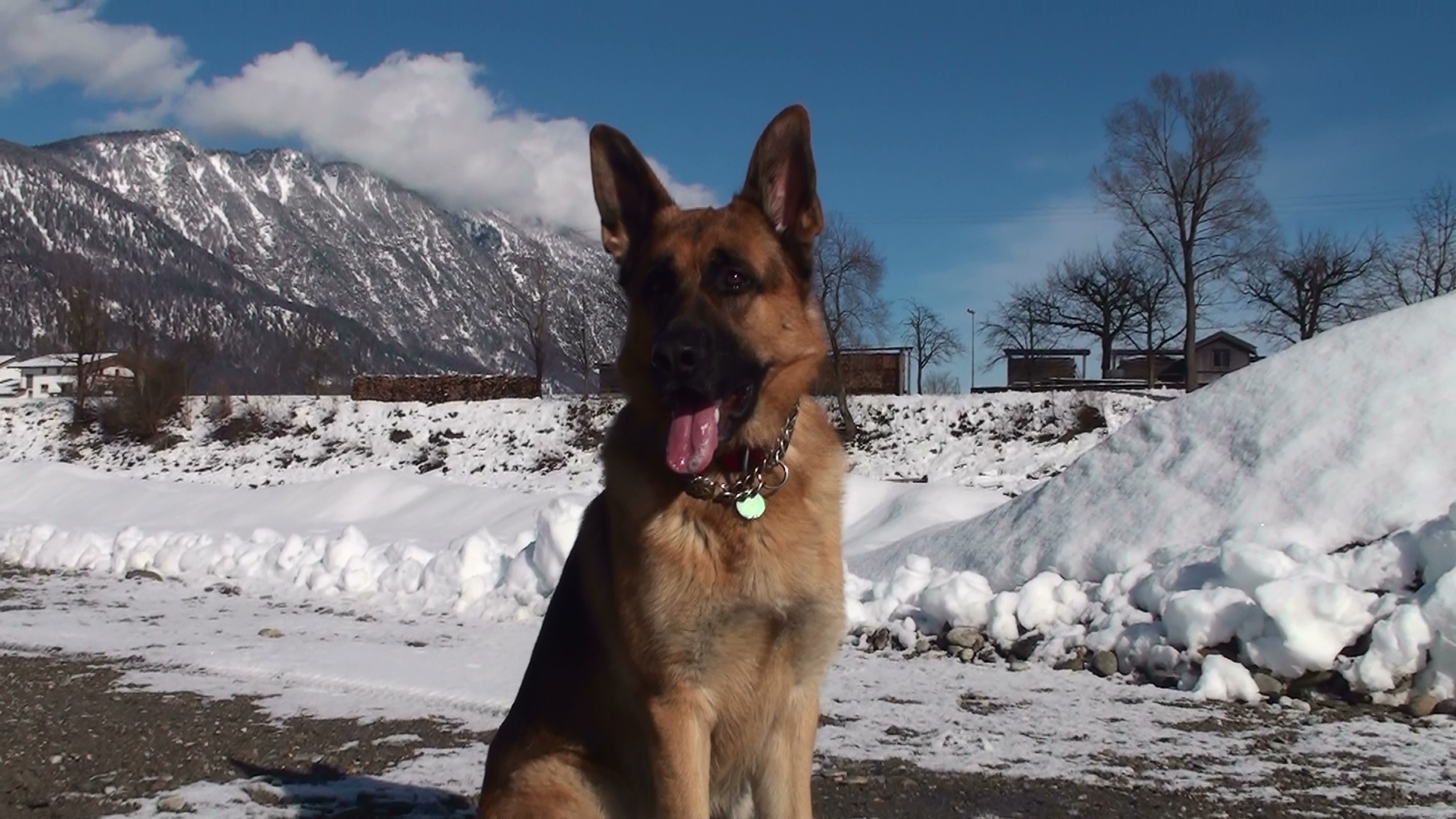 snow, snowcapped mountain, winter, domestic animals, animal, no people, canine, land, field, german shepherd, one animal, covering, schäfer dog, walk, friendship, HD Wallpaper