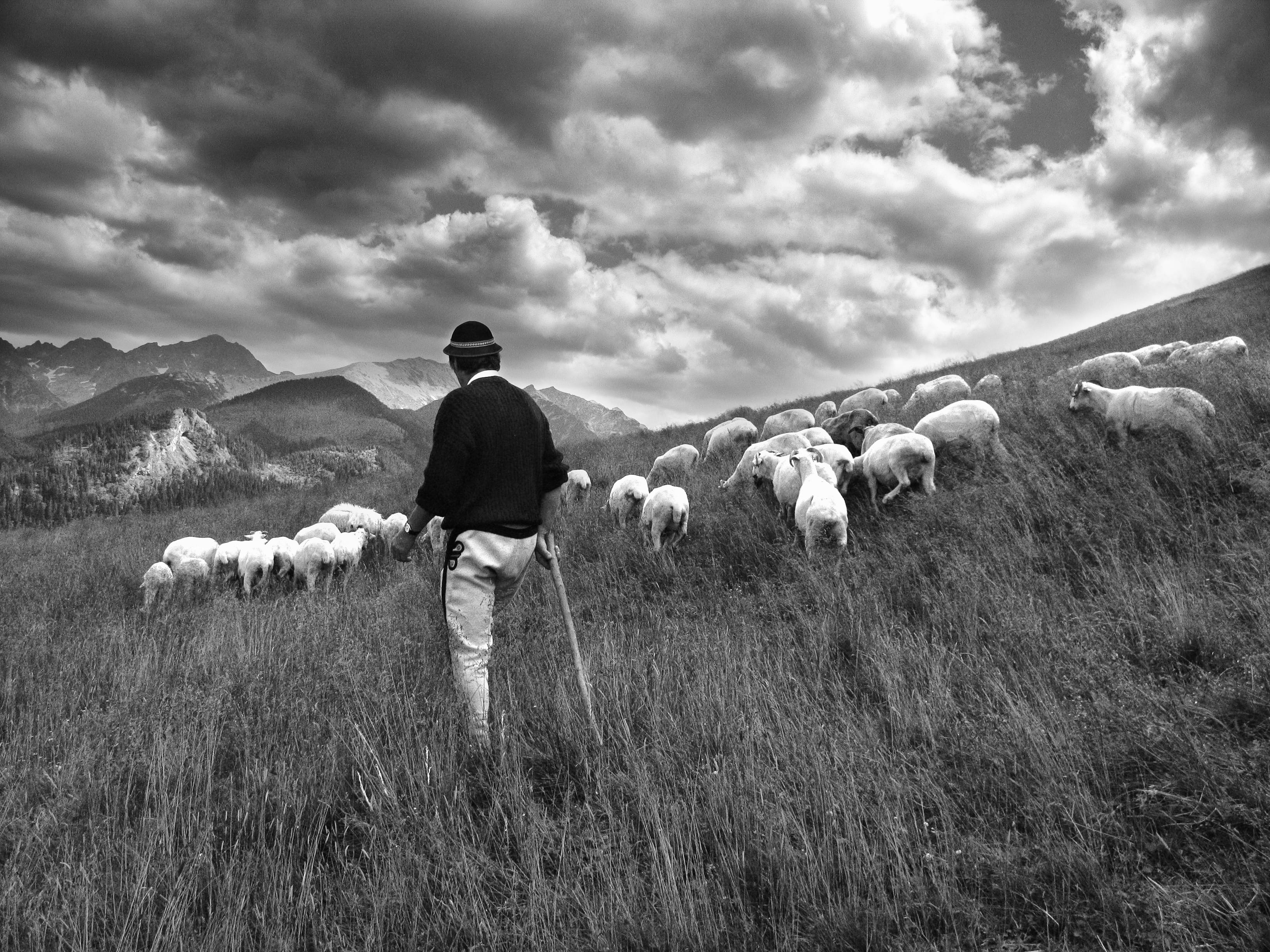 pets, nature, sky, rusinowa polana, outdoors, mammal, field, domestic, herbivorous, real people, grass, mountain, 2K, beauty in nature, shepherd, men, HD Wallpaper