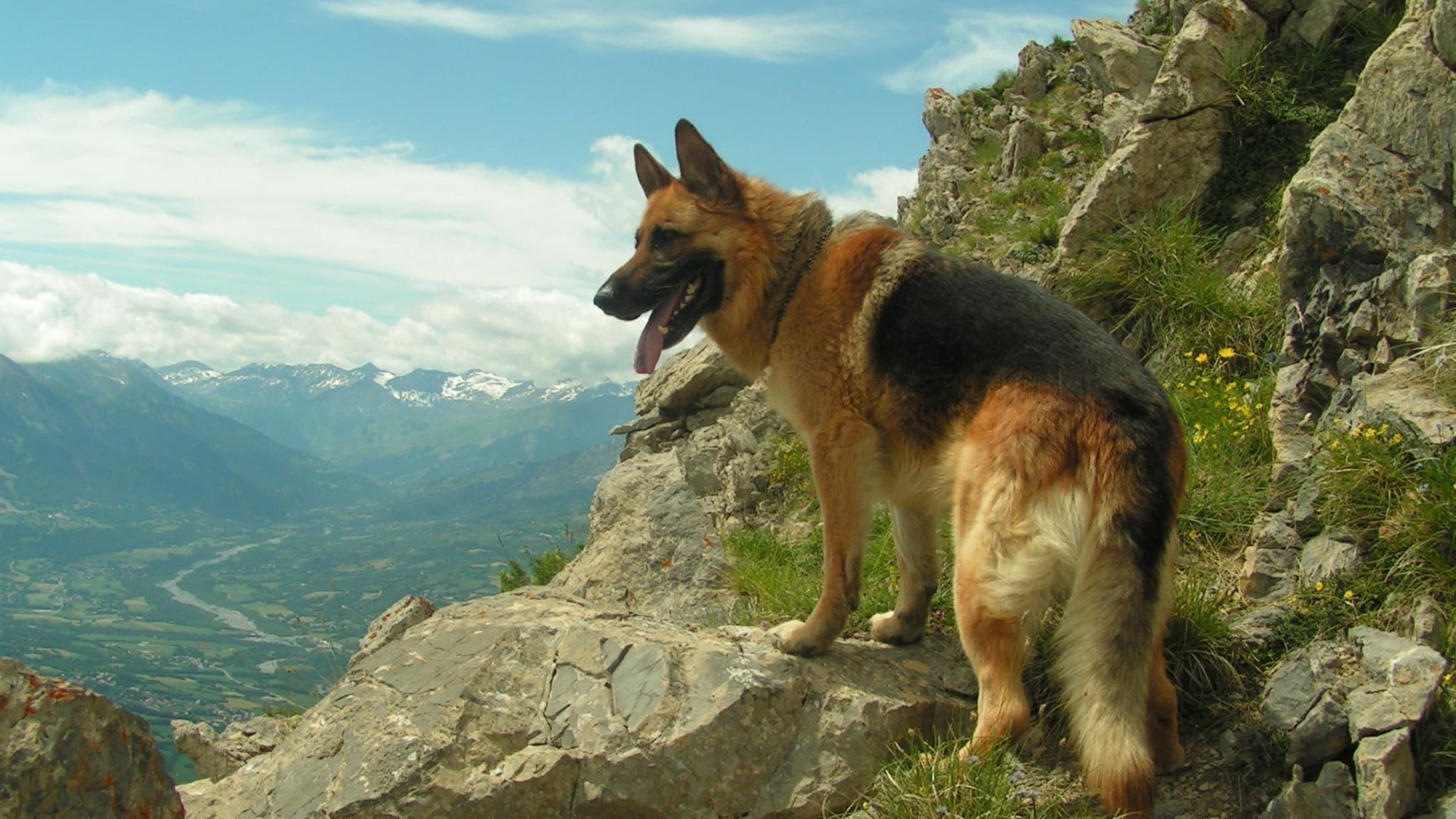 domestic, animal, domestic animals, canine, no people, german shepherd, sky, rock - object, day, pets, dog, one animal, vertebrate, solid, animal themes, HD Wallpaper