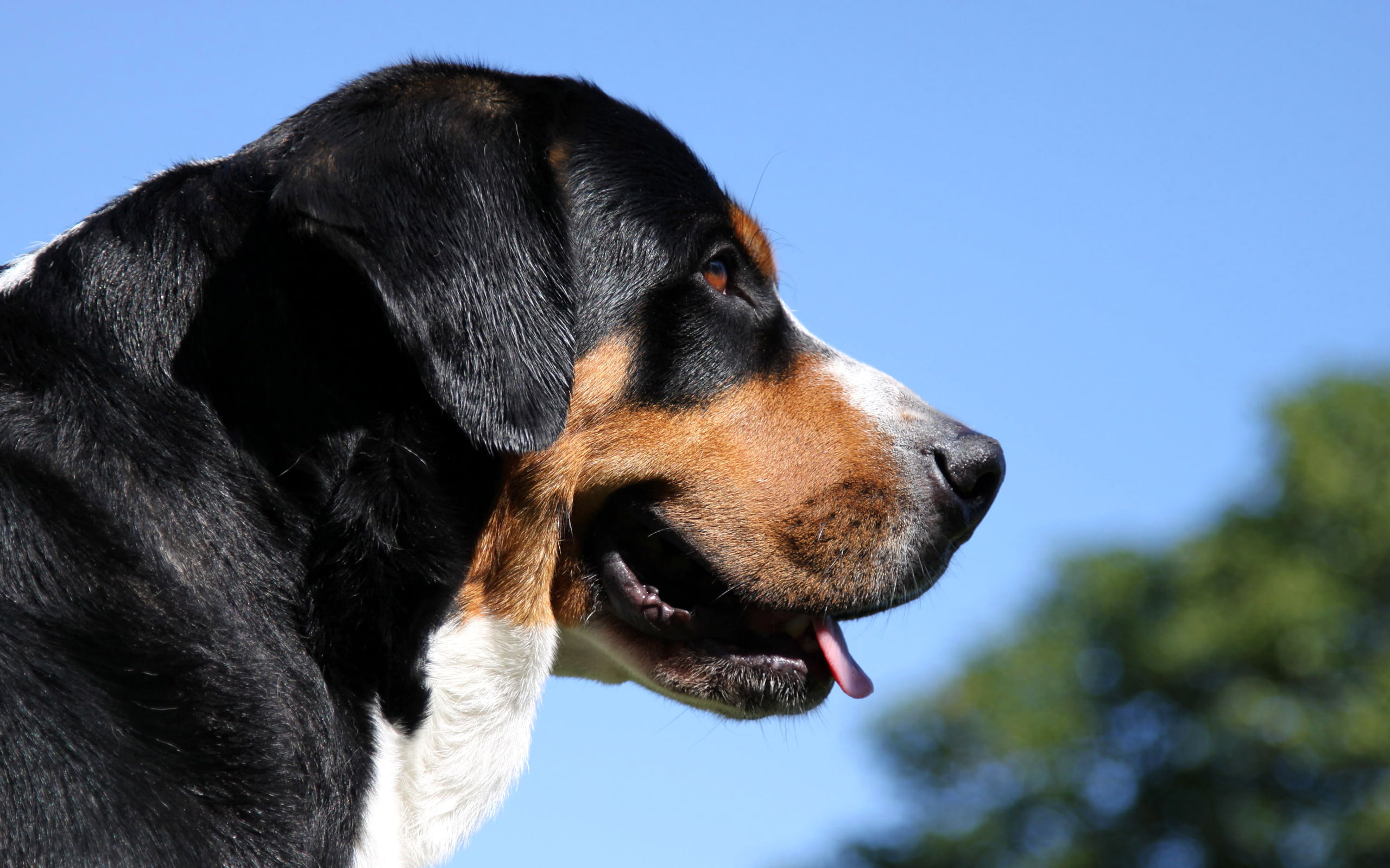 Bernese Mountain Dog, Bernese shepherd, 2K, shepherd, HD Wallpaper
