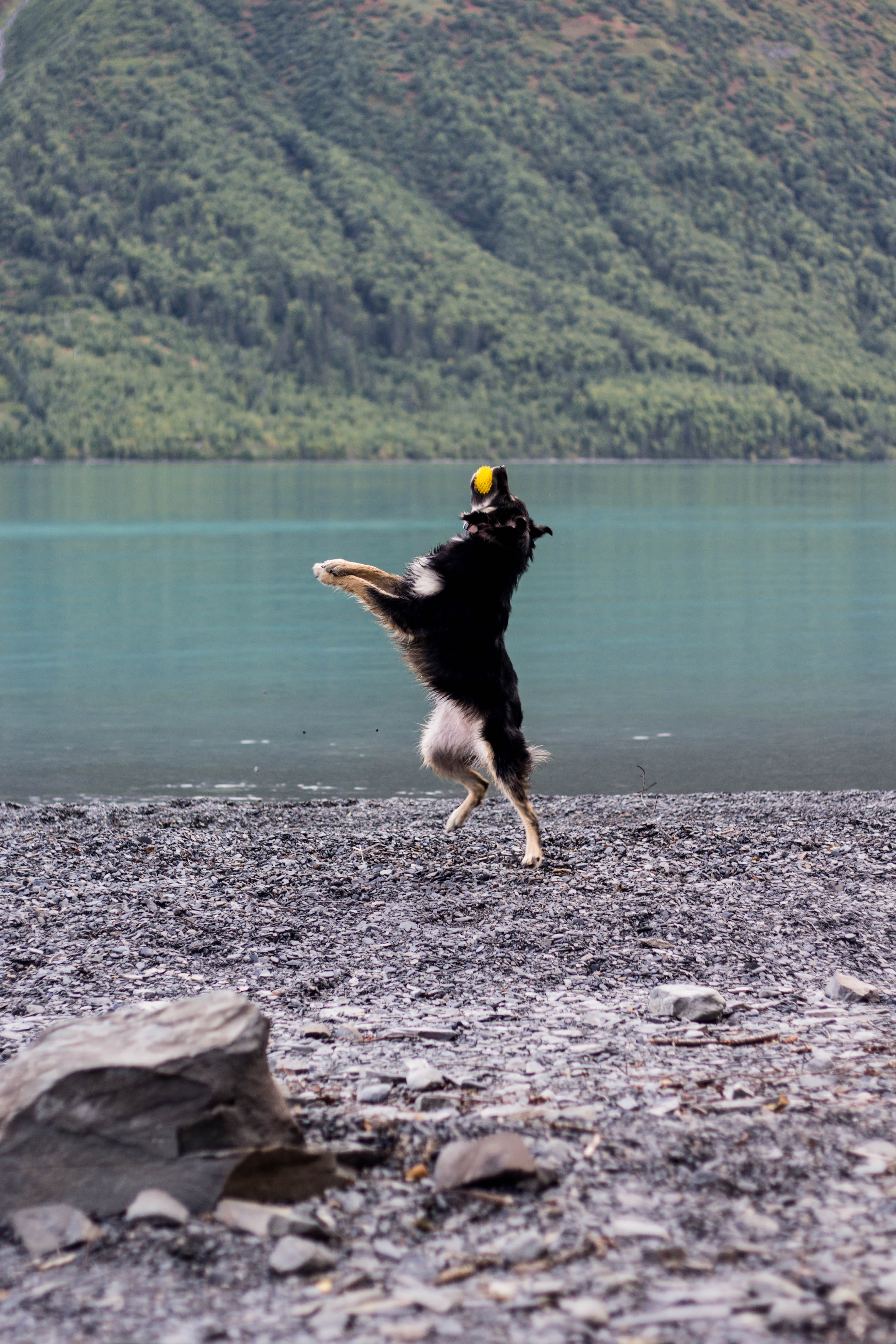 jump, lake, no people, running, near, breed, focus, day, catch, mammal, action, water, domestic, leisure, ball, landscape, fetch, outdoors, tan, dog, jumping, Phone HD Wallpaper