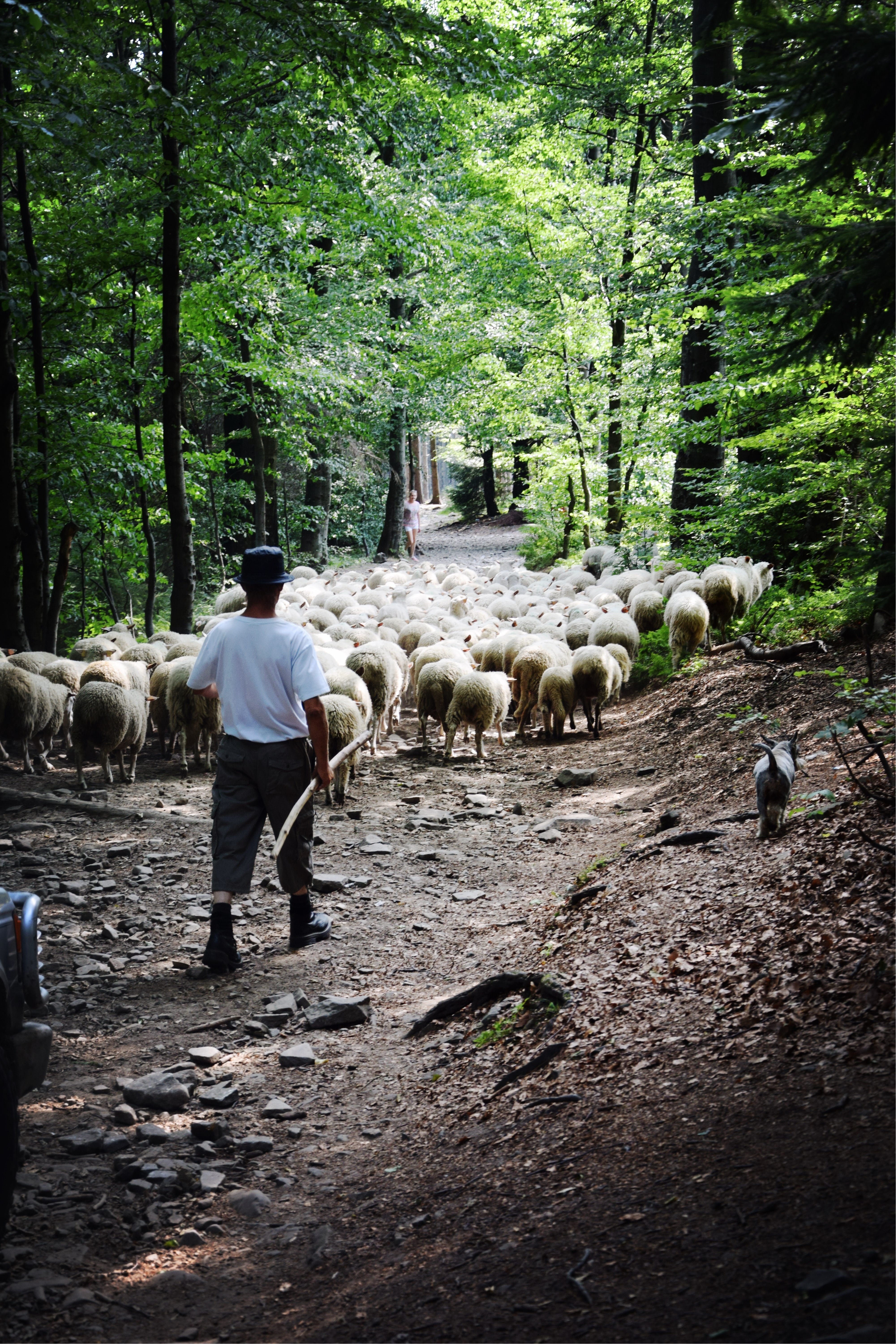 one person, mountains, group of animals, agriculture, 5K, sheep, pets, rear view, full length, the shepherd, farm, farmer, nature, vertebrate, domestic, Phone HD Wallpaper