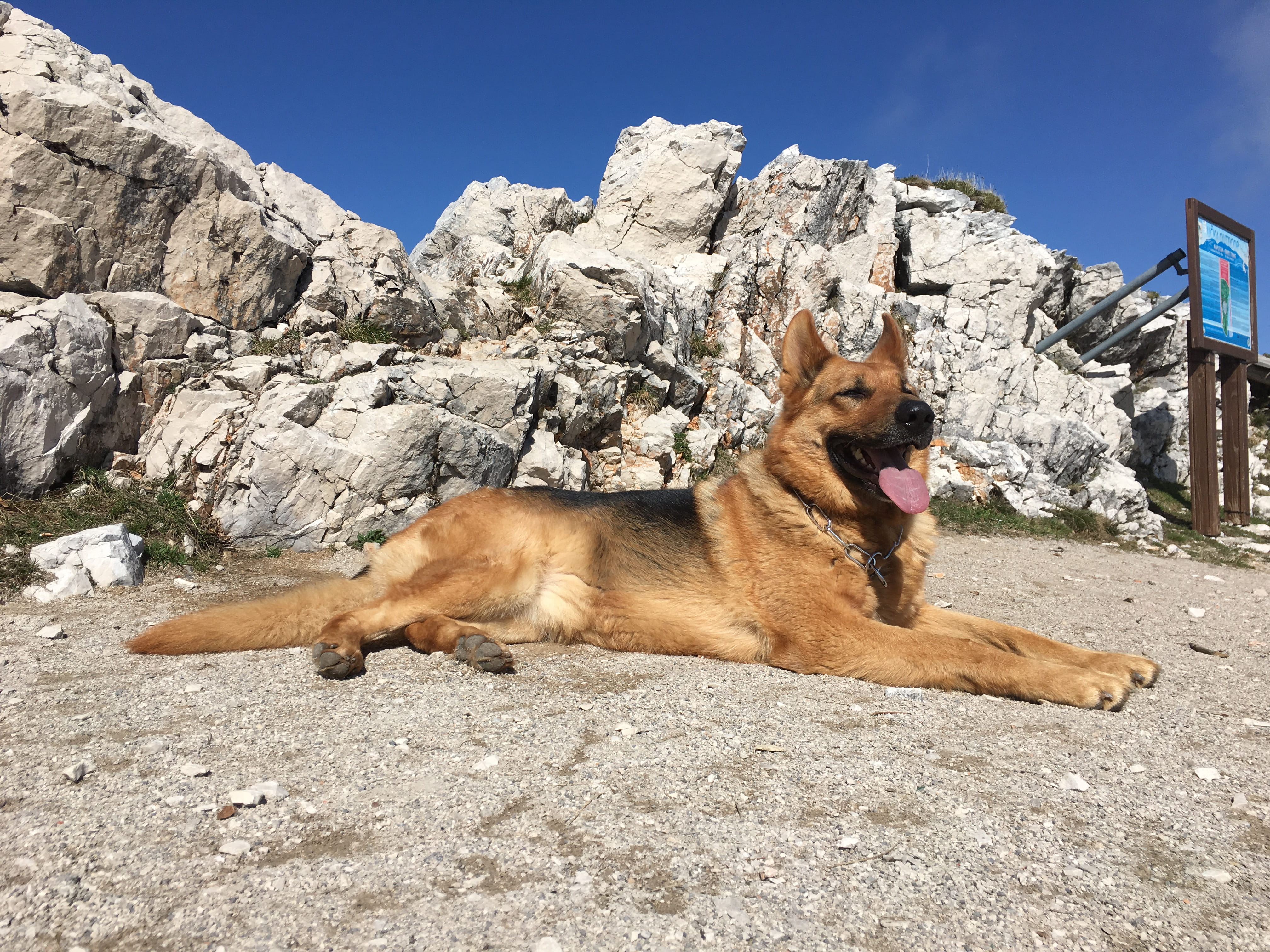 animals, sky, lying down, stone, mouth, croatia, mountains, domestic, mammal, pet, animal, vertebrate, domestic animals, mountain, animal mouth, mouth open, HD Wallpaper