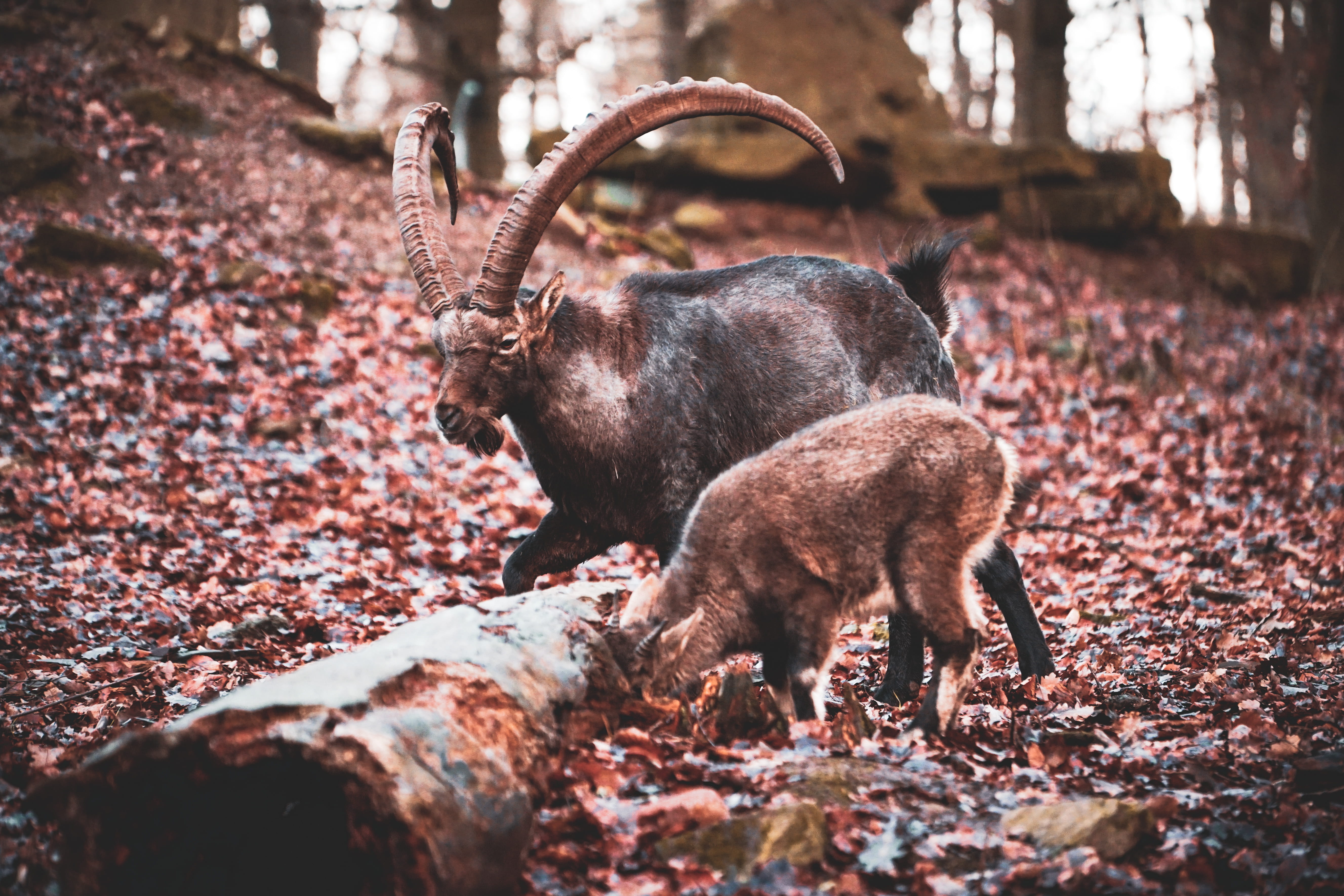 nature, tree, wildlife, animals in the wild, autumn, zoo, brown, rock, forest, mood, animal, vertebrate, 5K, outdoors, plant part, antelope, animal themes, HD Wallpaper