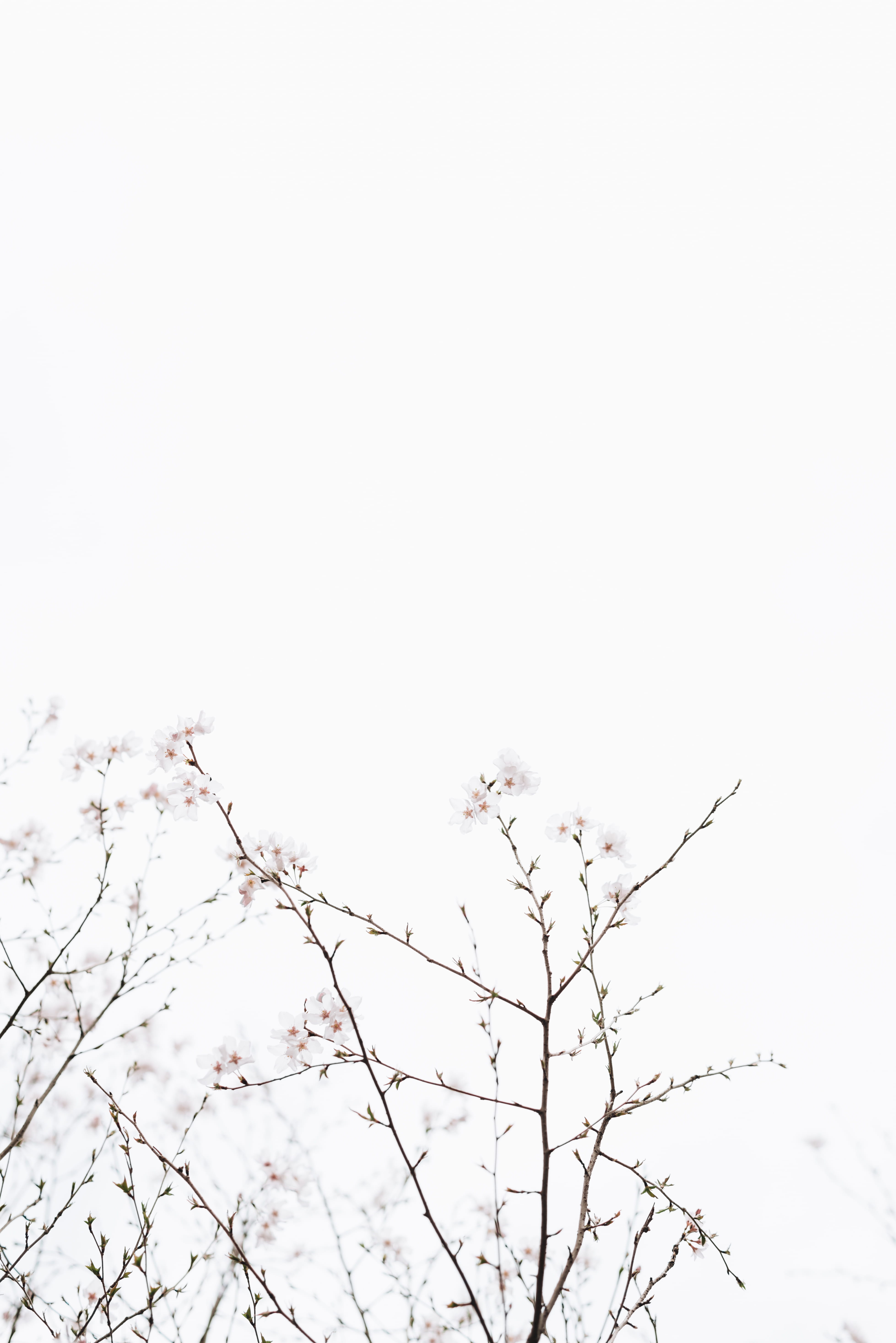 no people, clear sky, plant, fragility, flower, nature, 5K, low angle view, cherry blossom, outdoors, white, cherry, tranquility, twig, blossoms, beauty in nature, Phone HD Wallpaper