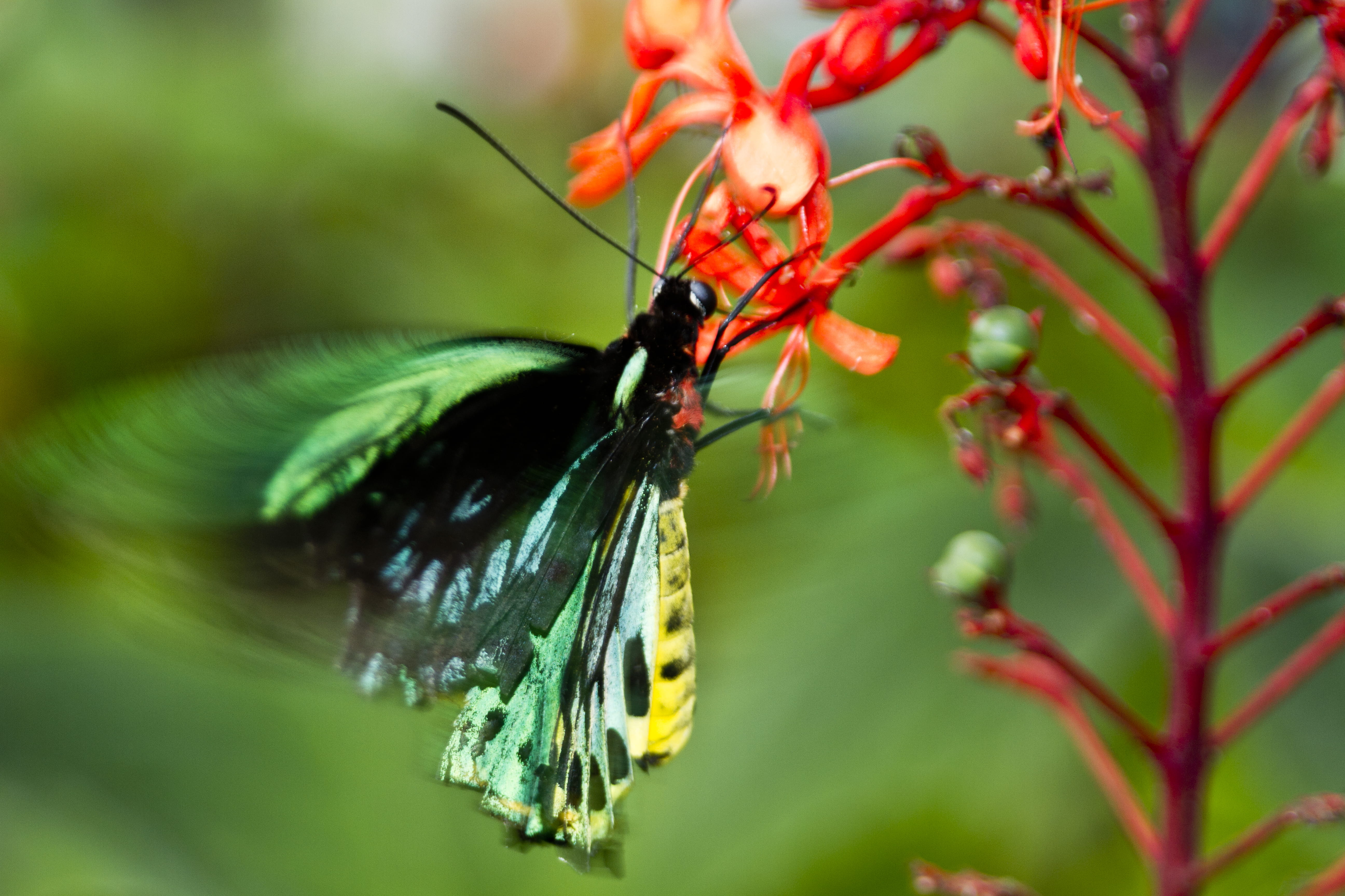green, no people, red, wings, flowering plant, leaf, outdoors, greeb, animal, yellow, one animal, green color, invertebrate, nature, fragility, beauty in nature, HD Wallpaper