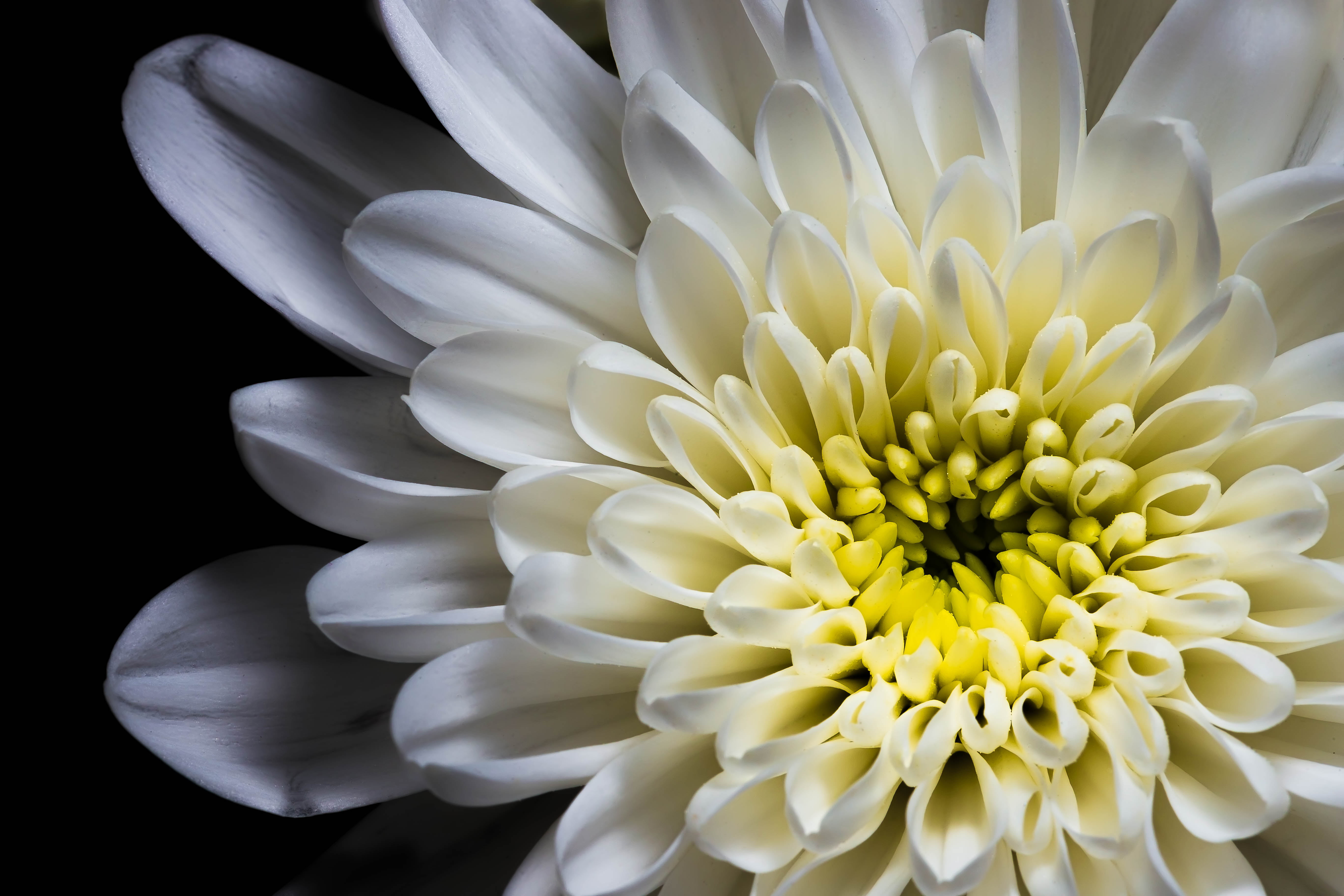 plant, Macro, f/2, water Lily, nature, flower, close-up, Test, petal, white, photo, flash, close  up, flower Head, 5K, petaled, HD Wallpaper
