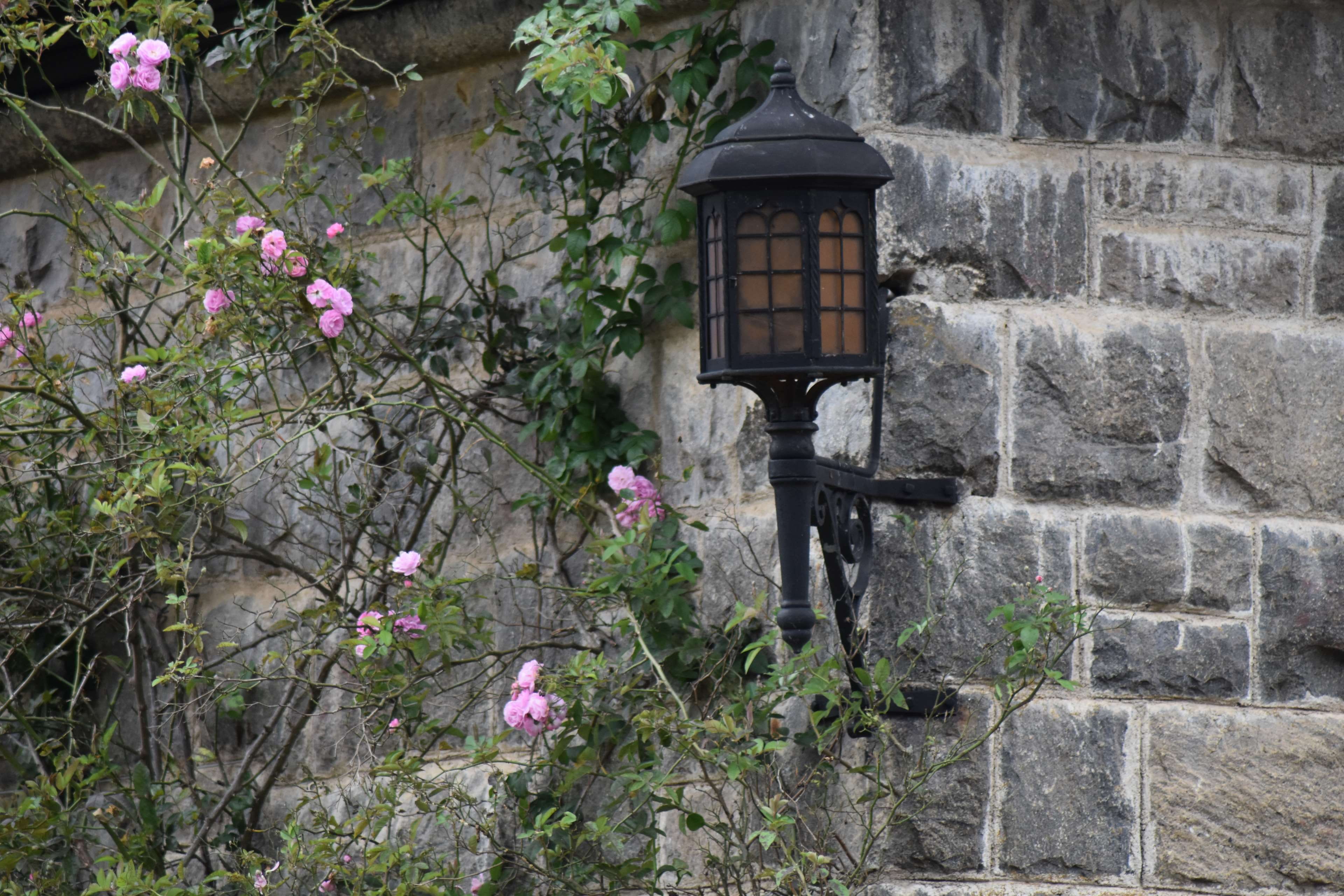fragility, stone wall, sri lanka, wall, flower, 4K, building, flowering plant, growth, no people, tree, outdoors, nature, wall - building feature, building exterior, HD Wallpaper
