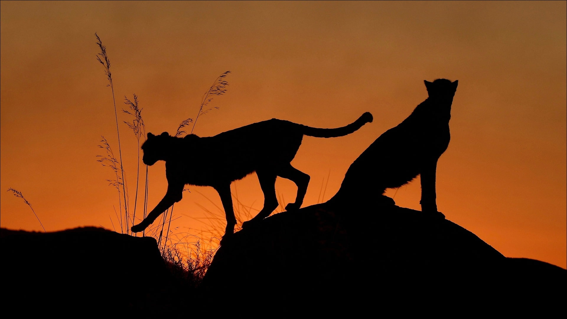 shilouette, two, Cats, night, 1080P, HD Wallpaper