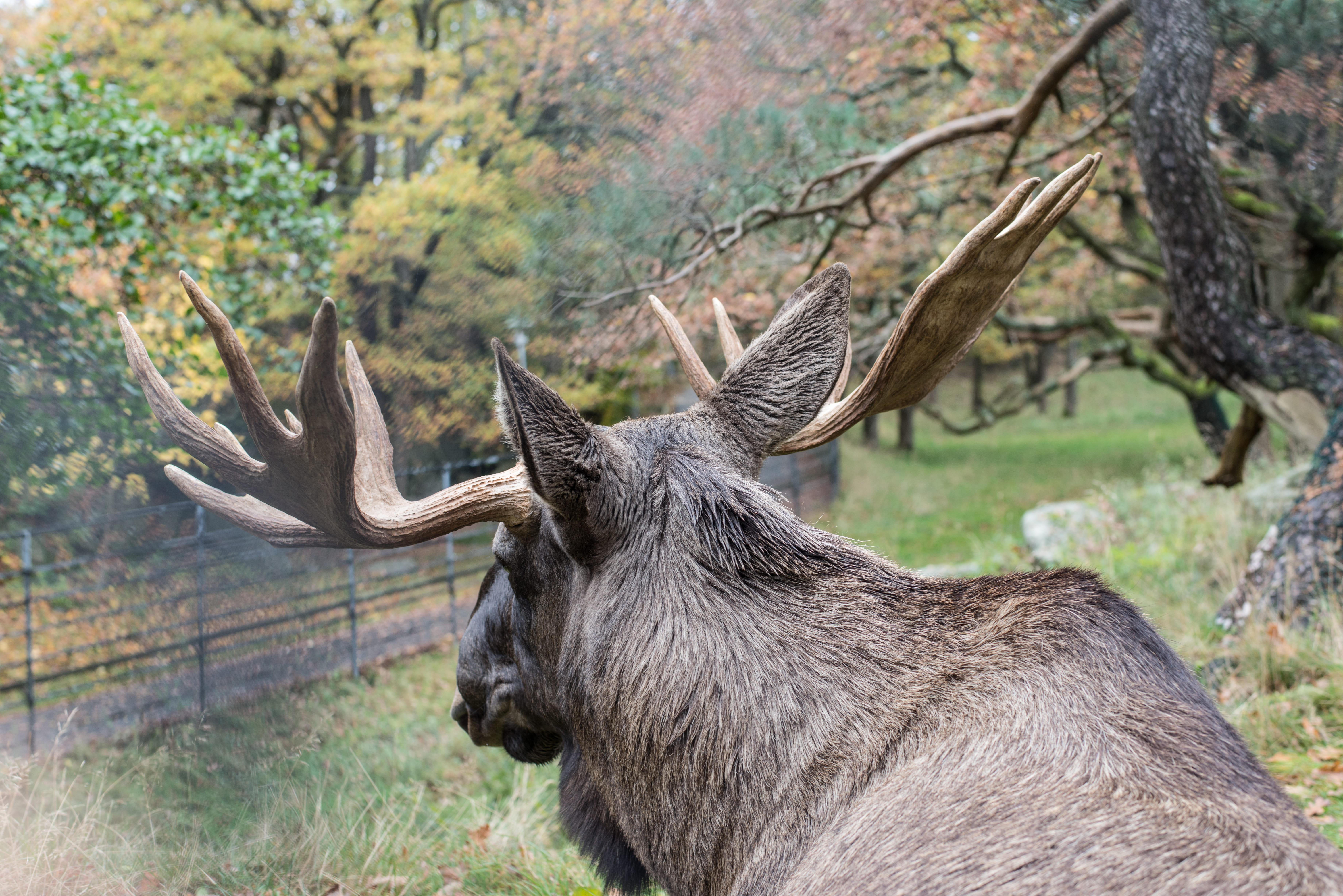 tree, forest, domestic animals, göteborg, barnens zoo, moose, no people, animal, animal wildlife, deer, elk, plant, nature, land, vertebrate, animals in the wild, HD Wallpaper