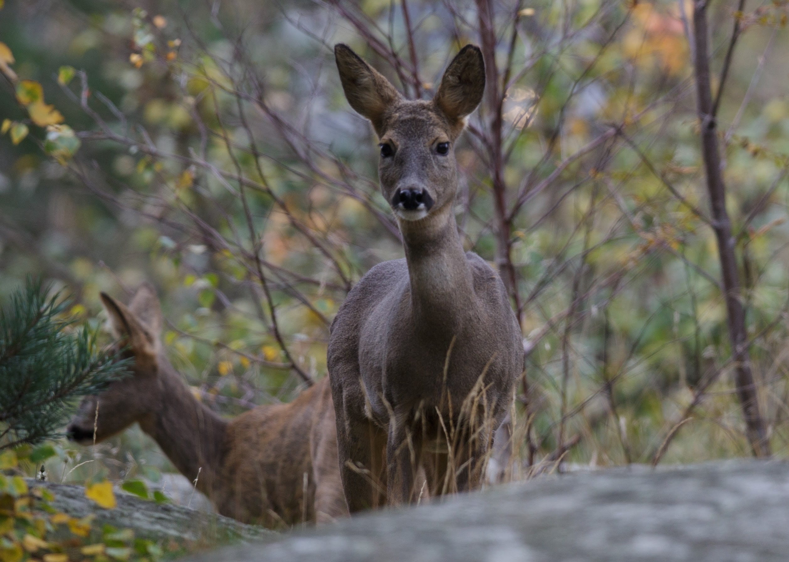 plant, trees, selective focus, looking, göteborg, animals in the wild, haråsgatan, forest, kangaroo, 1080P, herbivorous, day, vertebrate, animal wildlife, HD Wallpaper