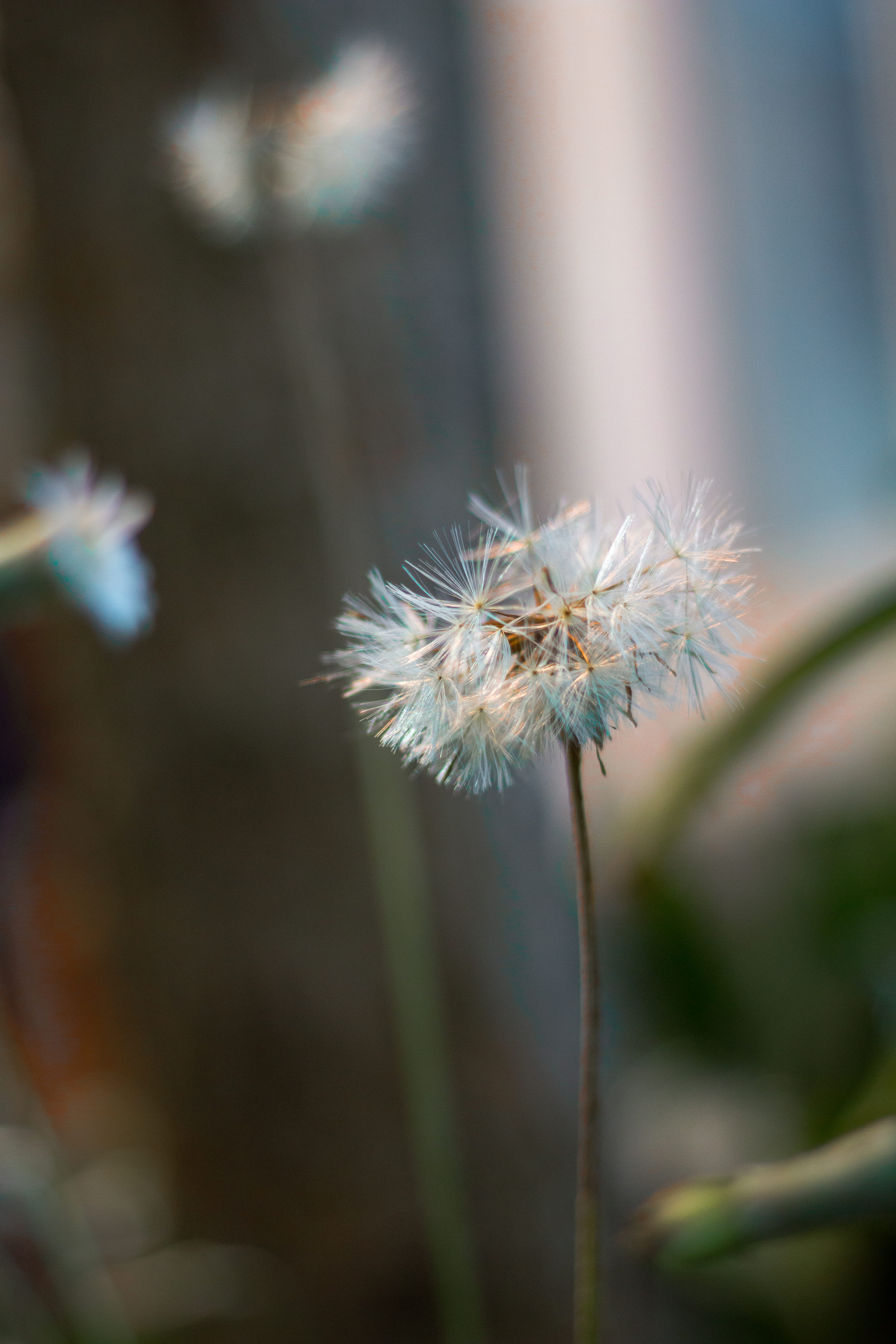 orange, vulnerability, uncultivated, day, freshness, sepal, outdoors, 5K, zoom, beauty in nature, fragility, teal, palmhuset, beautiful, close-up, canon, Phone HD Wallpaper
