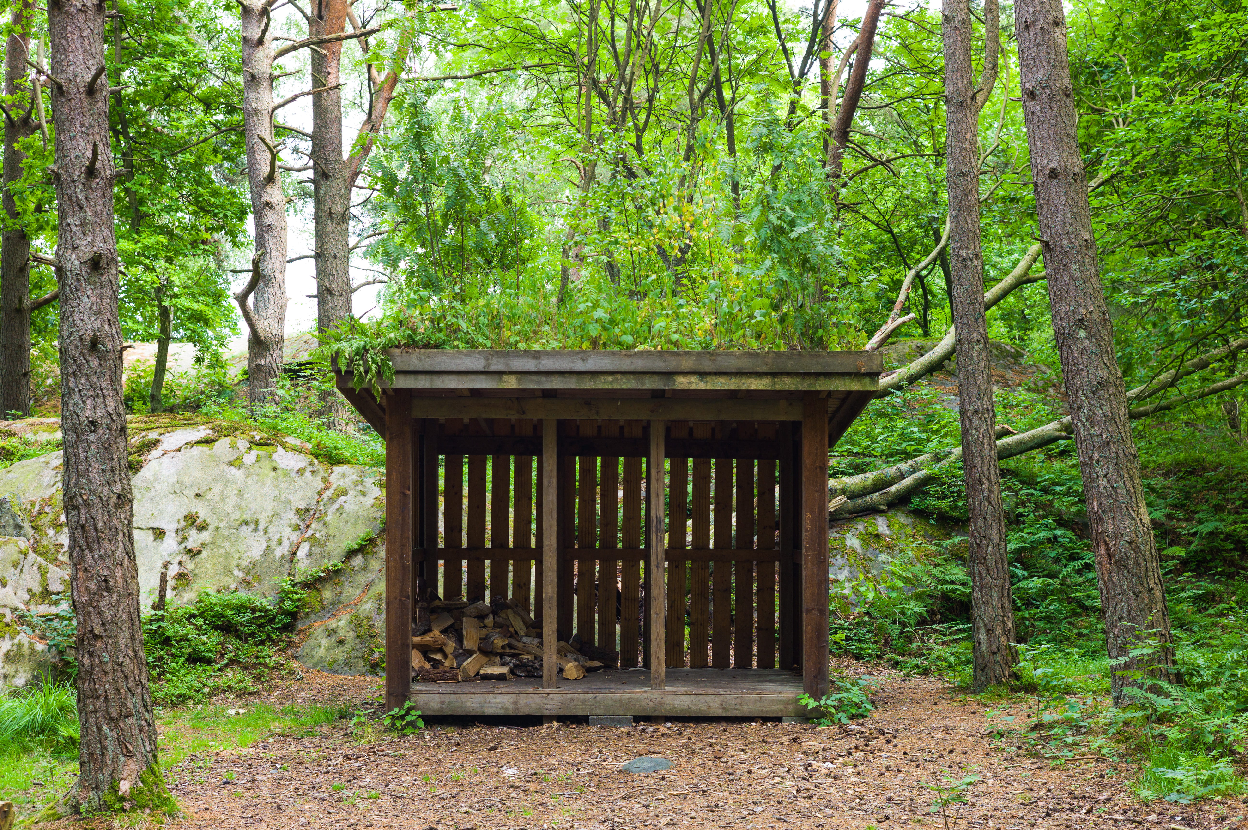 forest, beauty in nature, göteborg, trunk, nature, woodland, plant, green, tree, no people, 5K, land, green color, wood, built structure, wood - material, HD Wallpaper