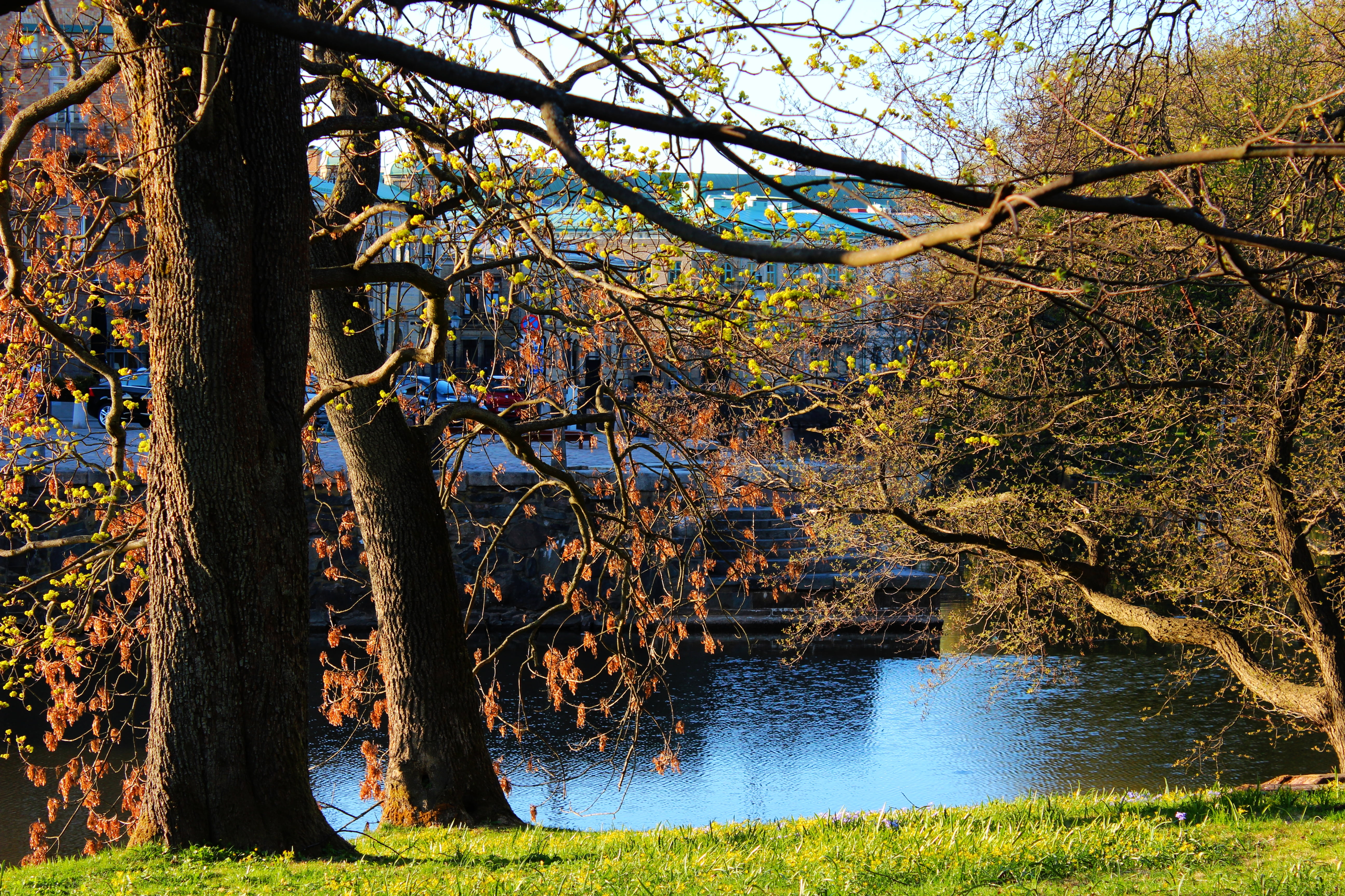 season, beside, g, lake, träd, teborg, nature, trees, body of water, Göteborg, leaf, water, body, sweden, outdoors, 5K, Landscape, autumn, brown, tree, HD Wallpaper
