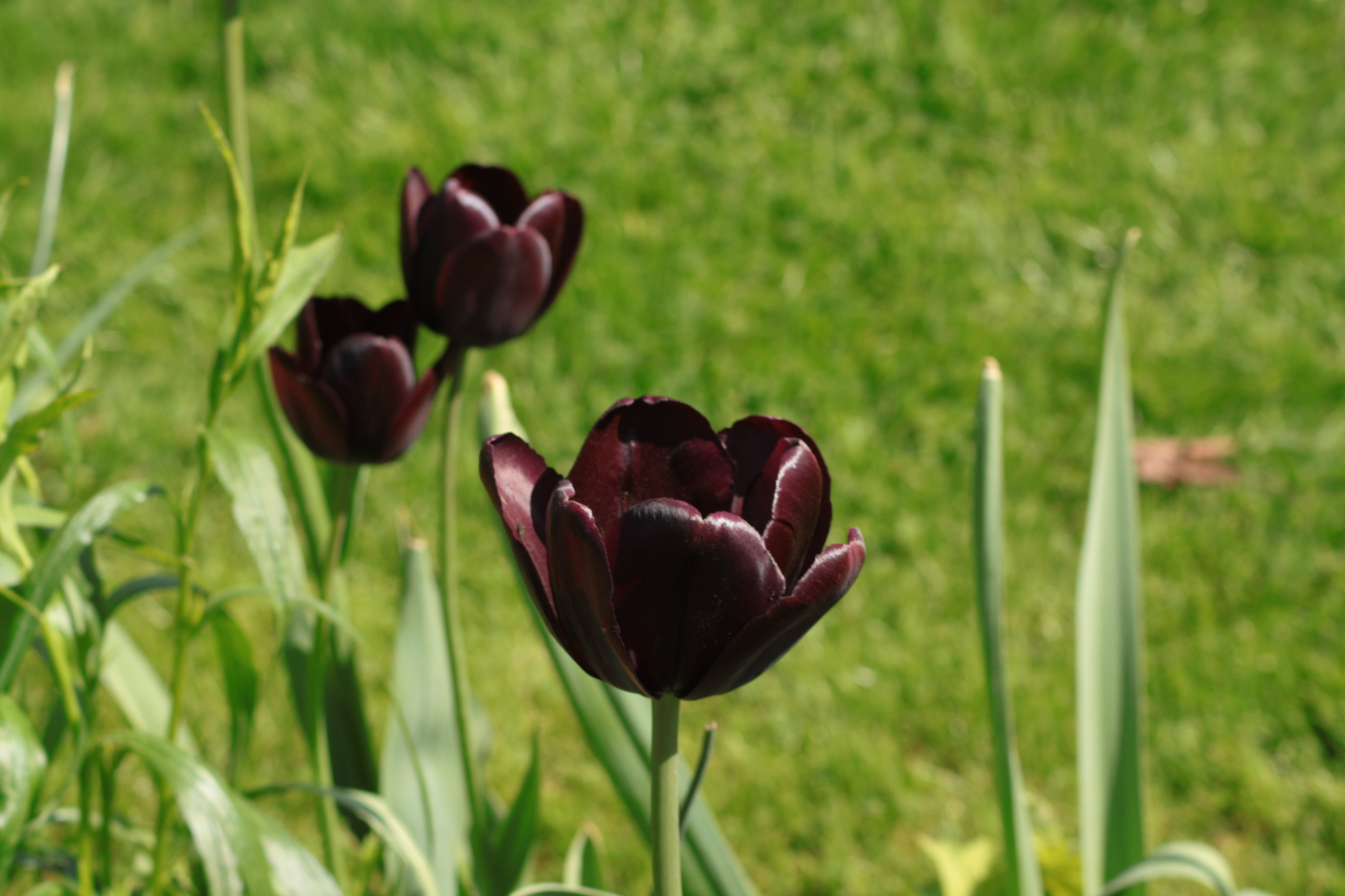 spring day, flowers, 4K, plant, Gothenburg, Tulips, outdoors, summer, flower, tulpa, sverige, Göteborg, green Color, red, petaled, nature, springtime, HD Wallpaper