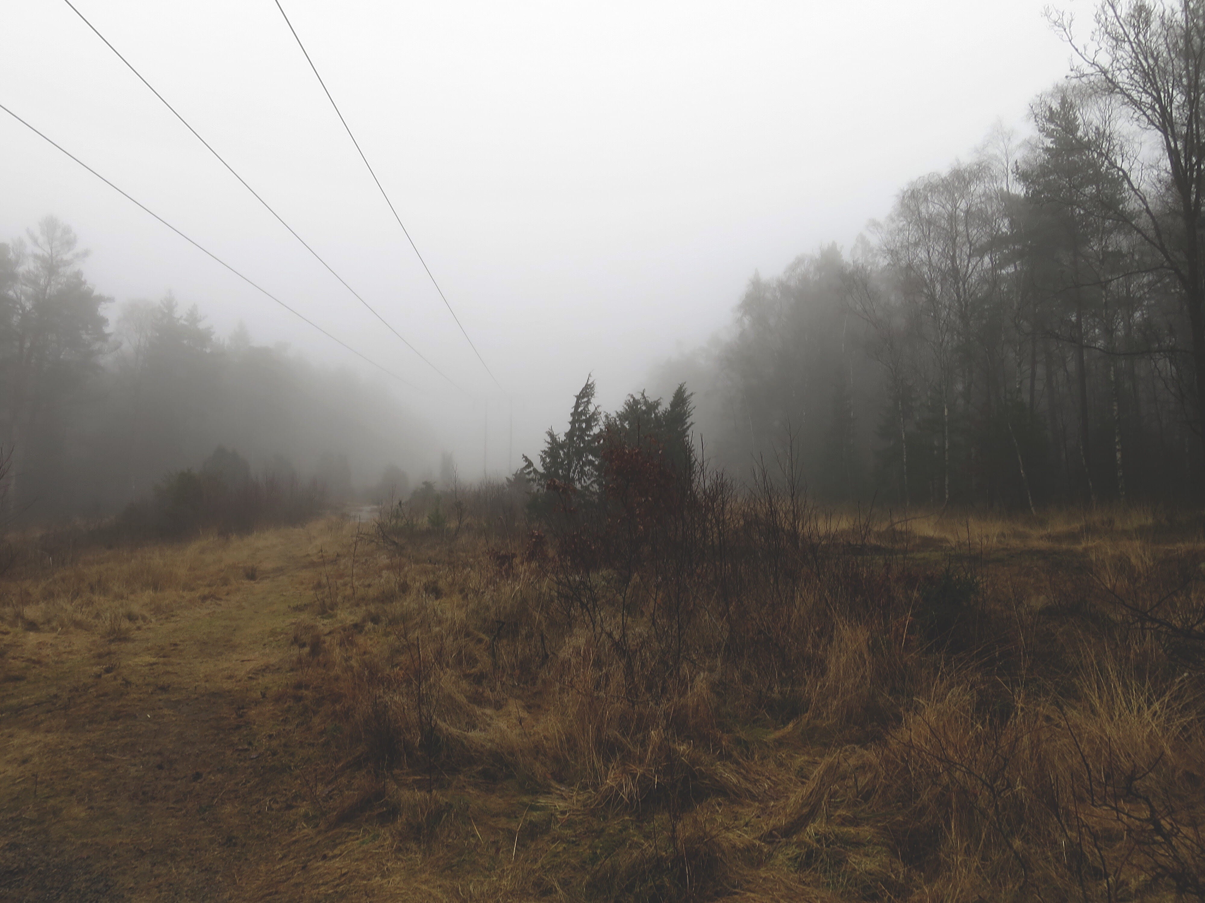 idyllic, land, no people, remote, sky, forest, gothenburg, day, plant, growth, trees, hazy, fog, non-urban scene, beauty in nature, wood, sweden, tranquility, HD Wallpaper
