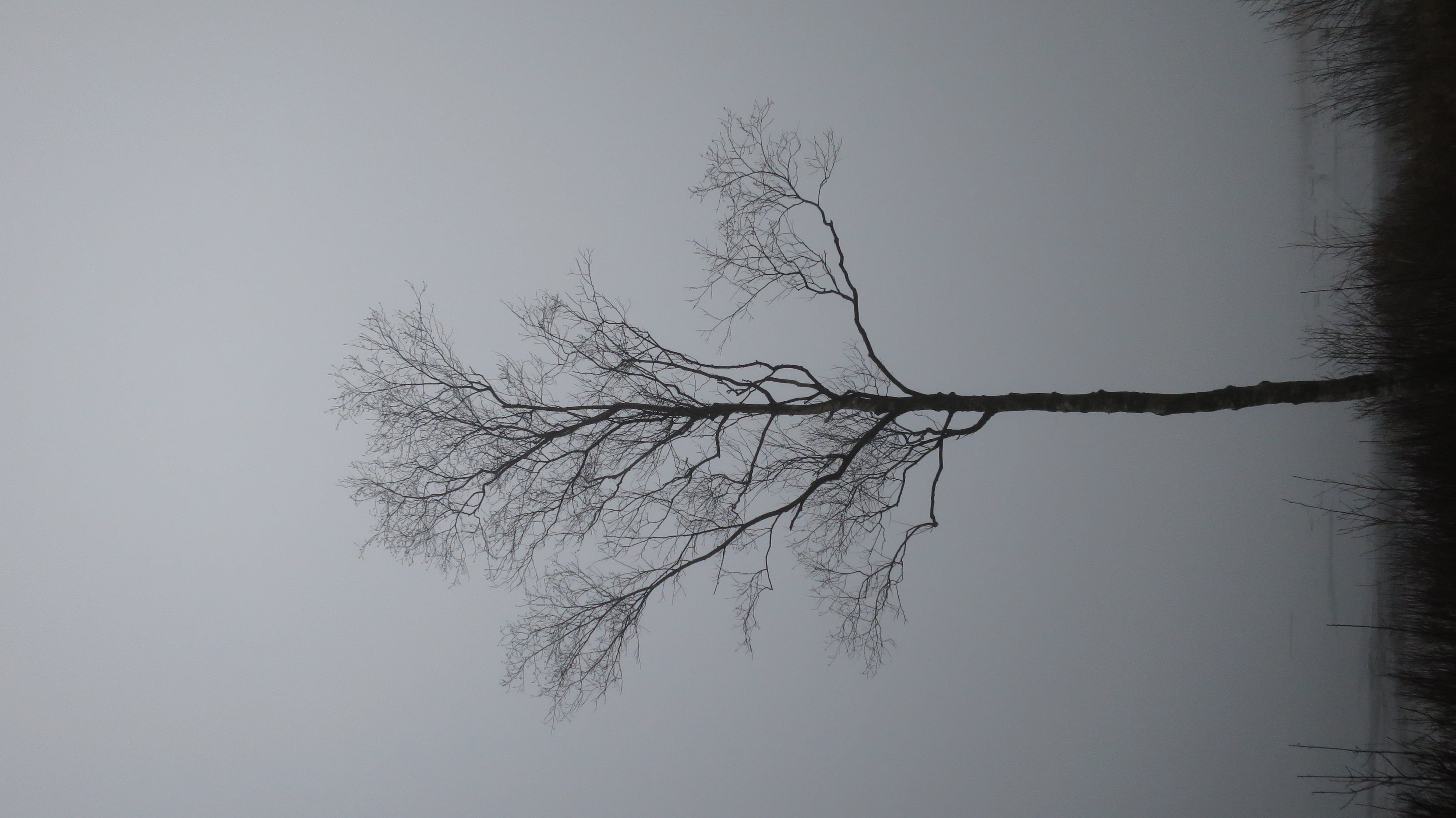 outdoors, 4K, nature, trunk, non-urban scene, tranquility, gothenburg, reflection, bare tree, tree, sky, sweden, delsjön, fog, water, trees, branch, no people, HD Wallpaper