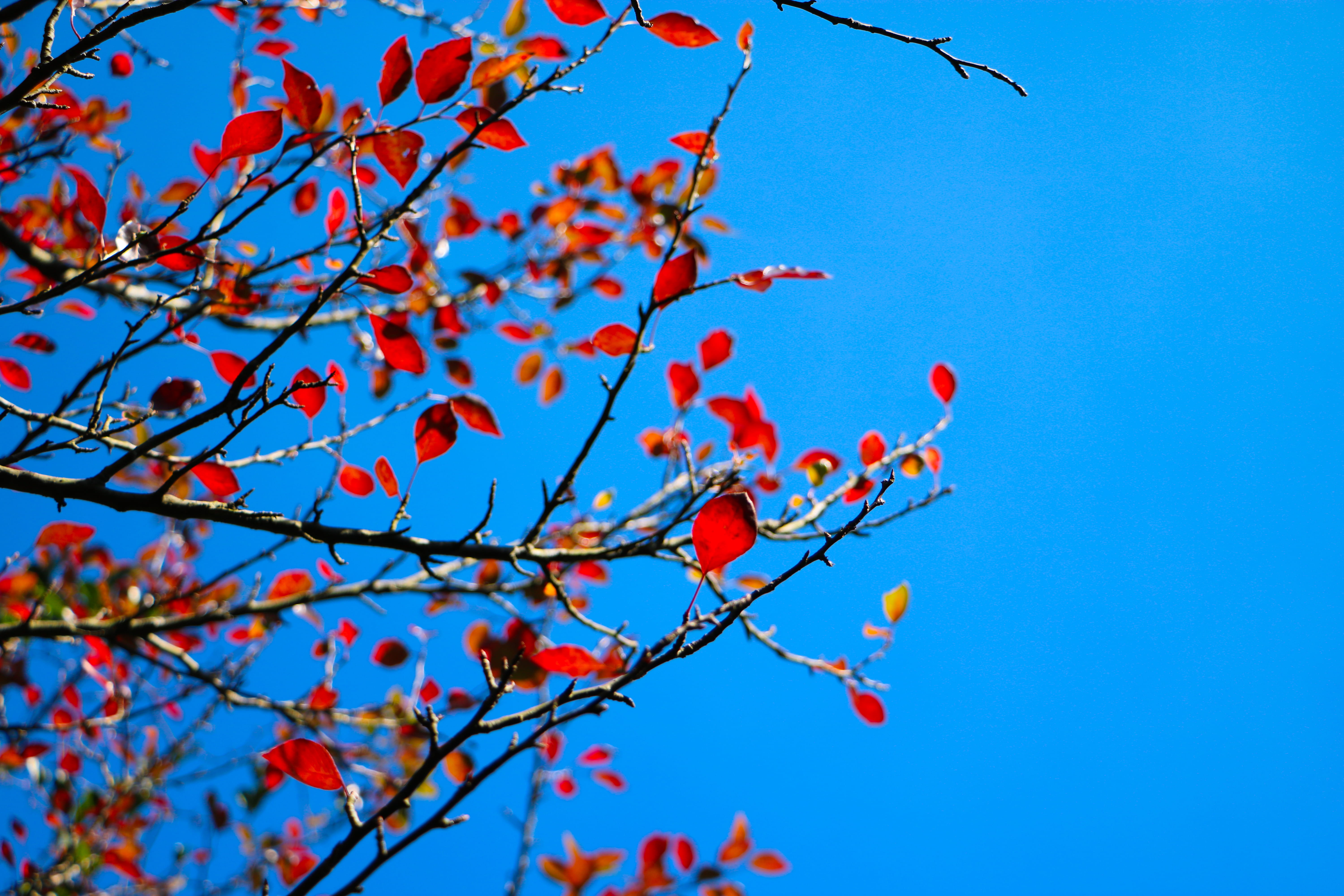 leaf, nature, shenzhen, fruit, tree, sky, rowanberry, china, sunlight, red leaf, food, growth, freshness, food and drink, healthy eating, wutong mountain, HD Wallpaper