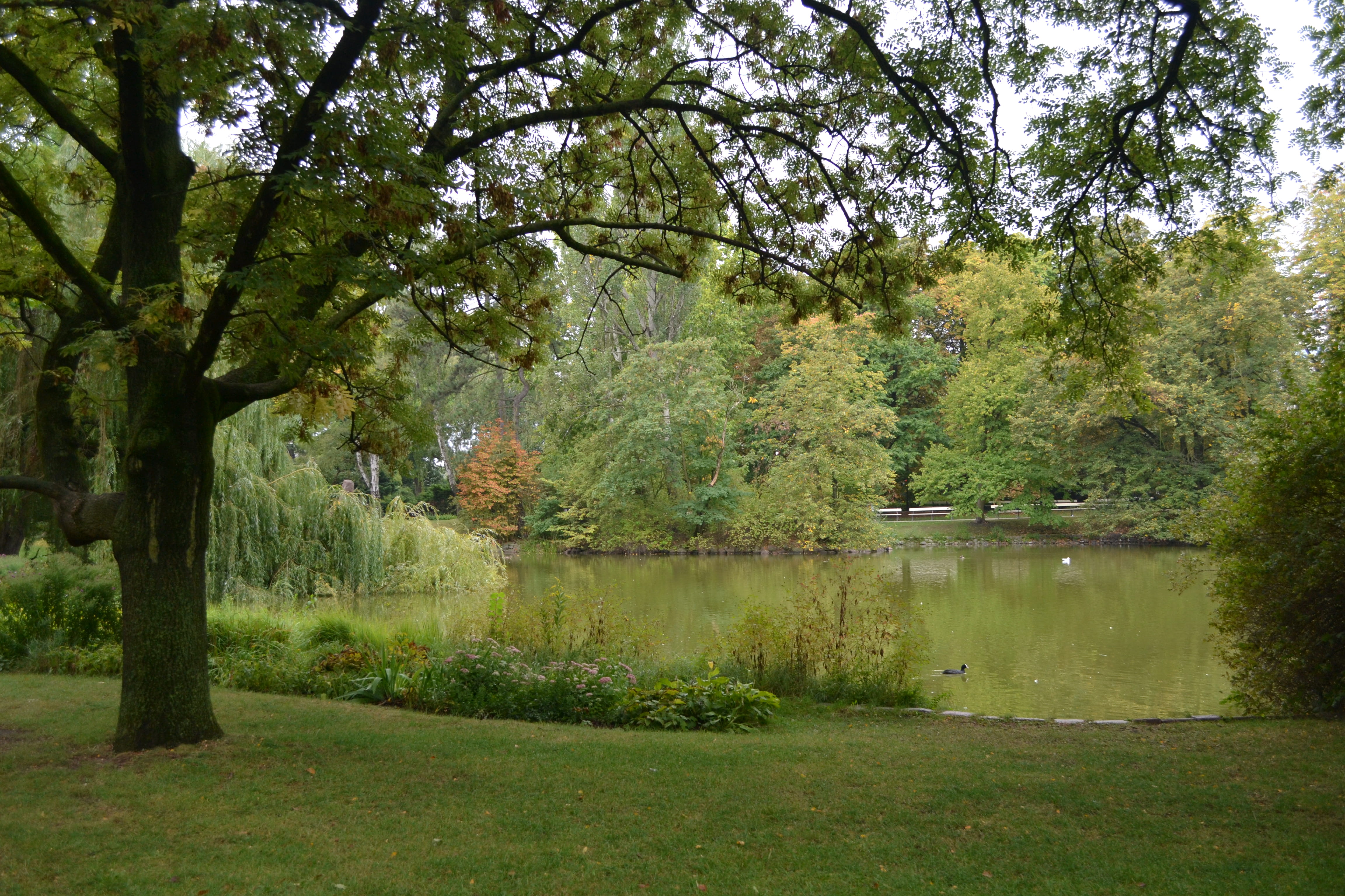 green, tranquility, forest, trees, 4K, idyllic, outdoors, park, nature, warsaw, tranquil scene, lake, duck, reflection, no people, summer, tree, beauty in nature, HD Wallpaper