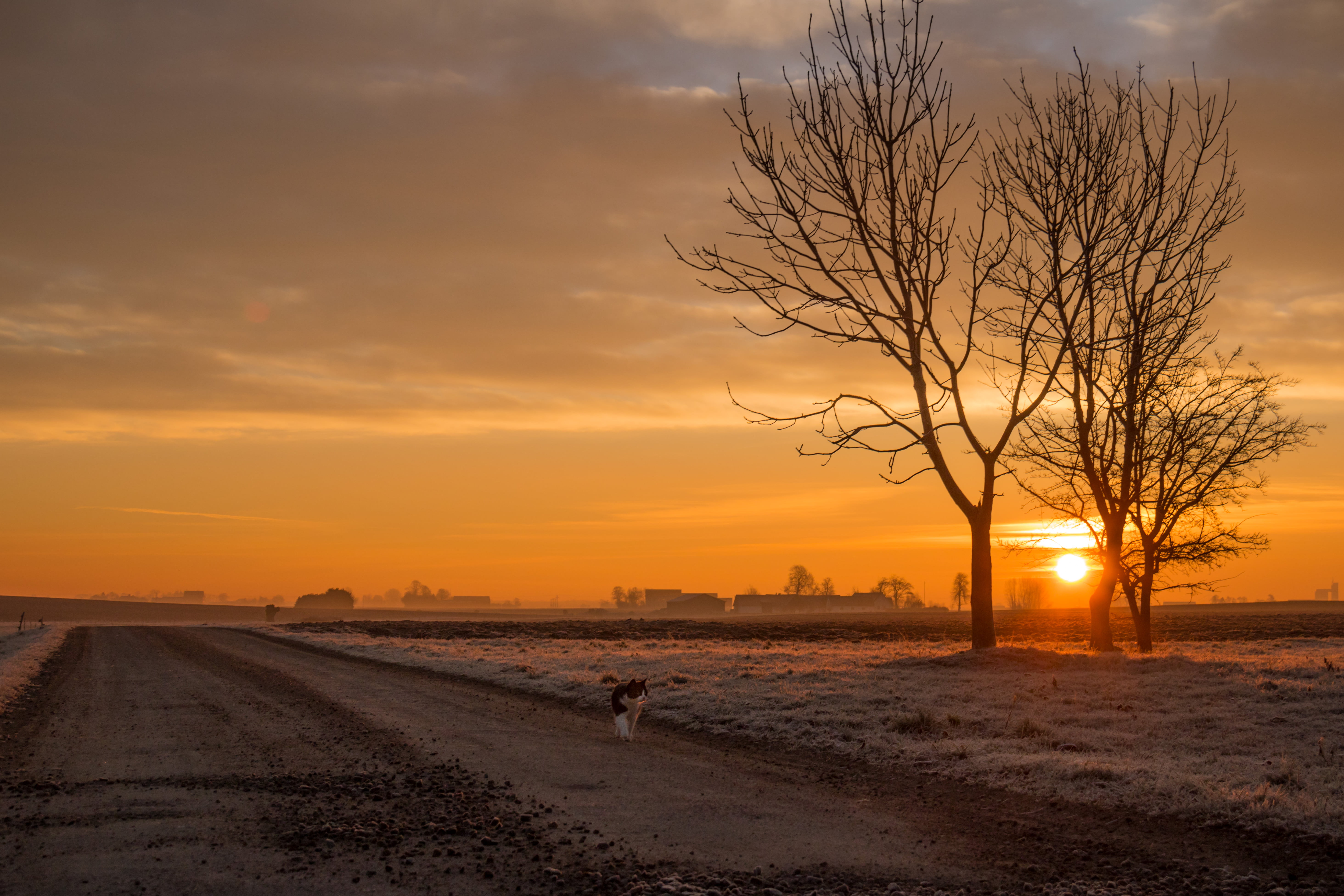 outdoors, Söderslätt, sunrise, sunrise - Dawn, f/3.5, katt, sunlight, nature, state, aperture, träd, frost, canon eos, trees, dusk, country, Cat, s18, camera, HD Wallpaper