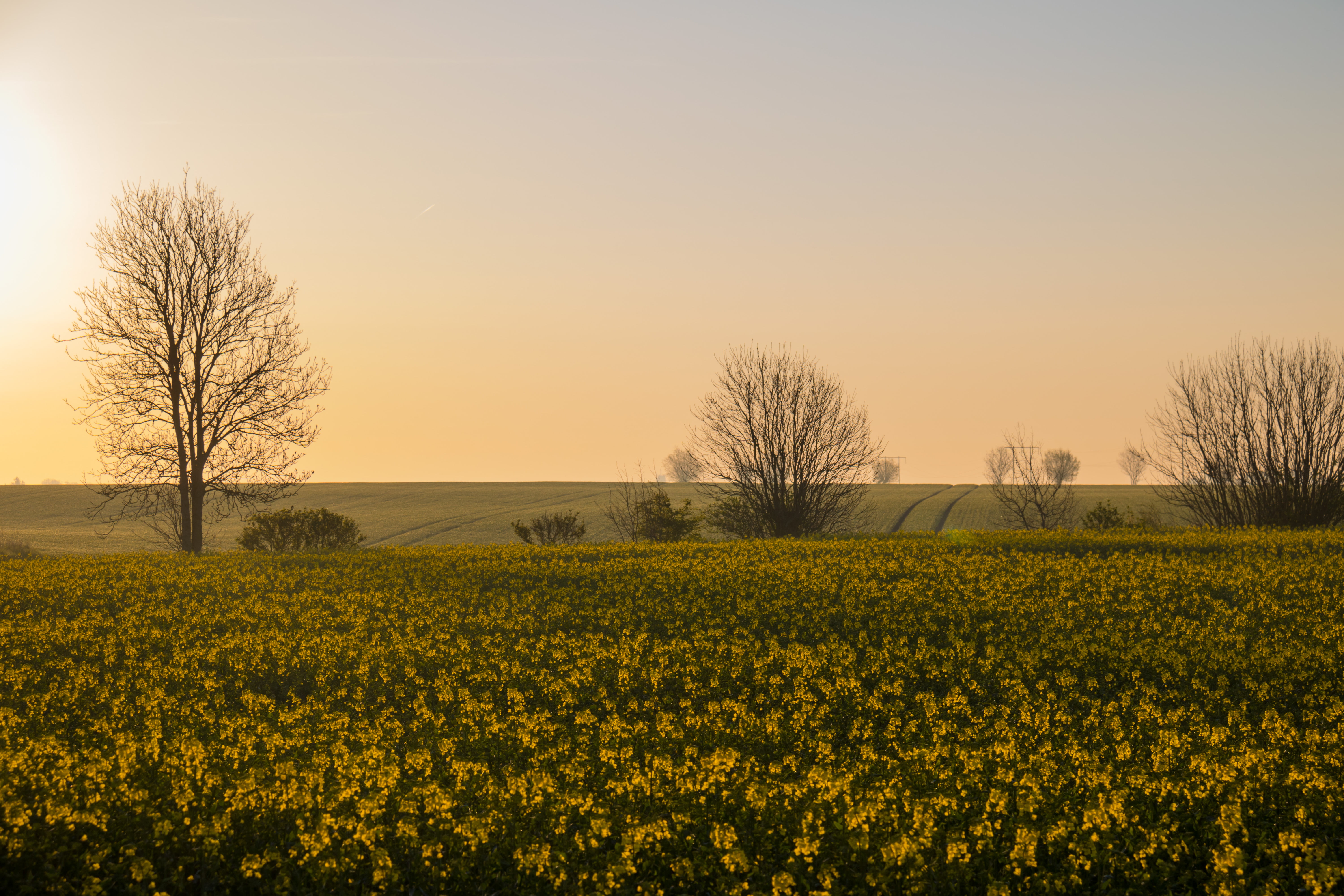 760d, trees, s18, camera, farm, landskap, nature, agriculture, mm, Söderslätt, tree, aperture, sky, countryside, state, f/3.5, geo:location, city, geo, HD Wallpaper