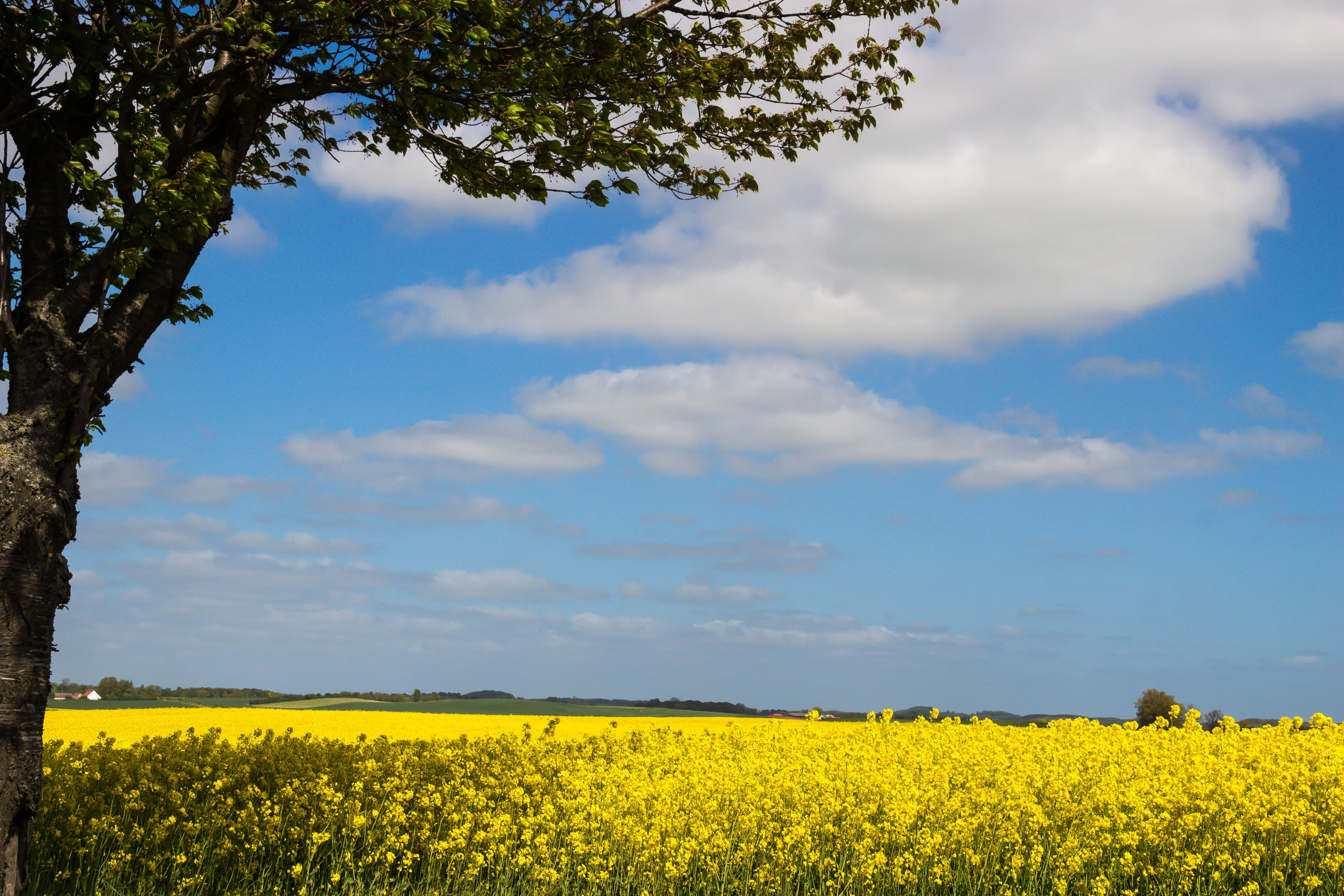 clouds, oilseed Rape, focal_length, lens, landskap, s18, blue, 5K, ef, scenics, model, Yellow, canon eos 100d, flowers, flower, cumulus clouds, landscape, HD Wallpaper