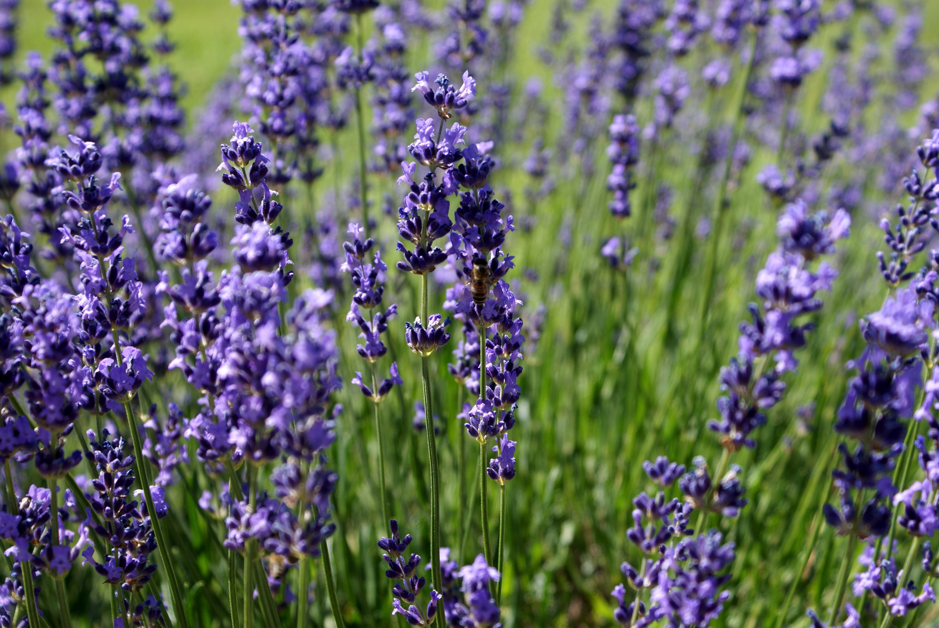 selective focus, fragrant, lilac, nature, aromatherapy, petal, lavender Coloured, medicine, flowers, bee, purple, gardening, countryside, inflorescence, HD Wallpaper