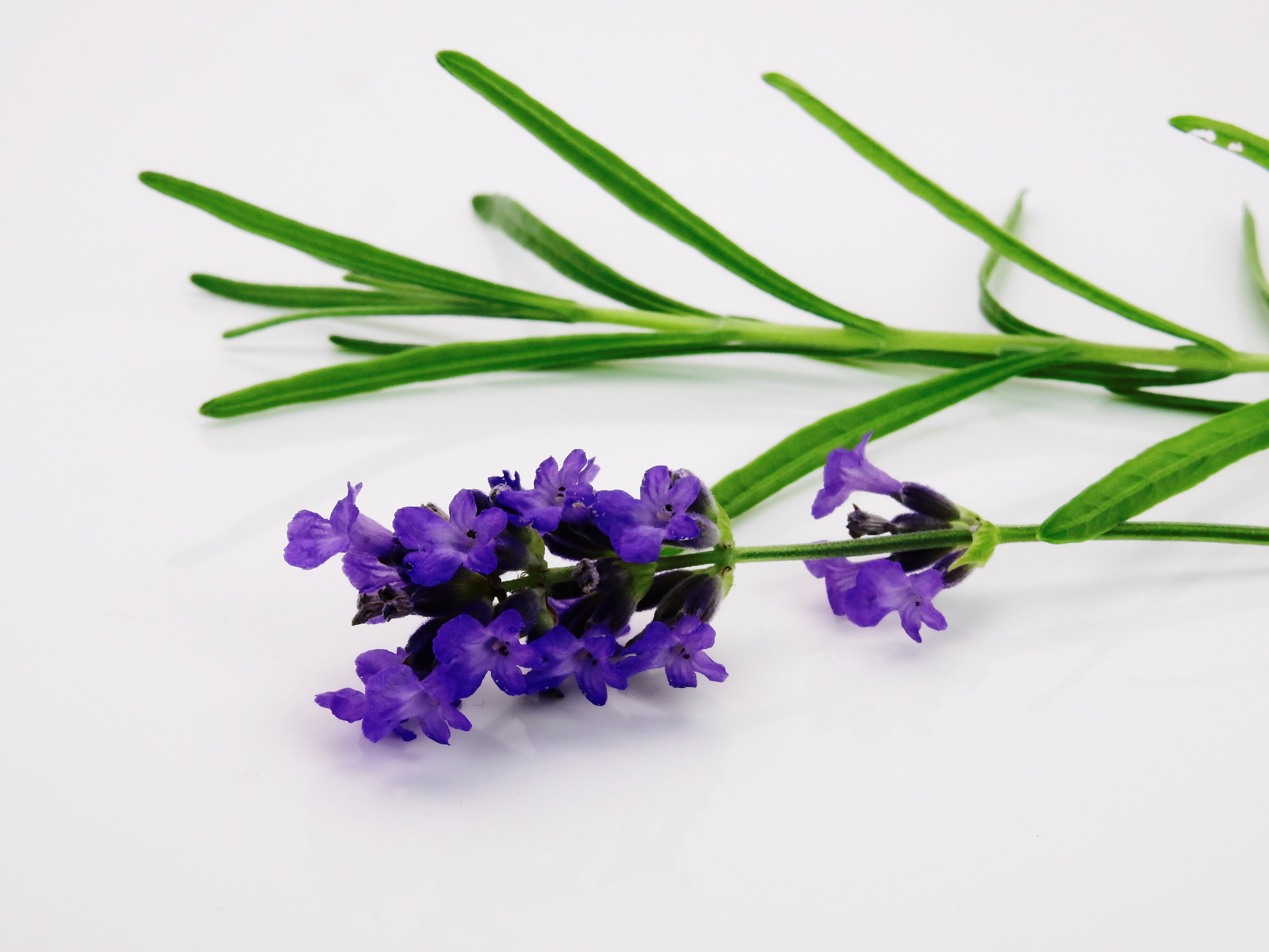 indoors, white background, herb, nature, violet, smell, flower Head, flowers, beauty in nature, petaled, bouquet, textile, studio shot, vulnerability, no people, HD Wallpaper