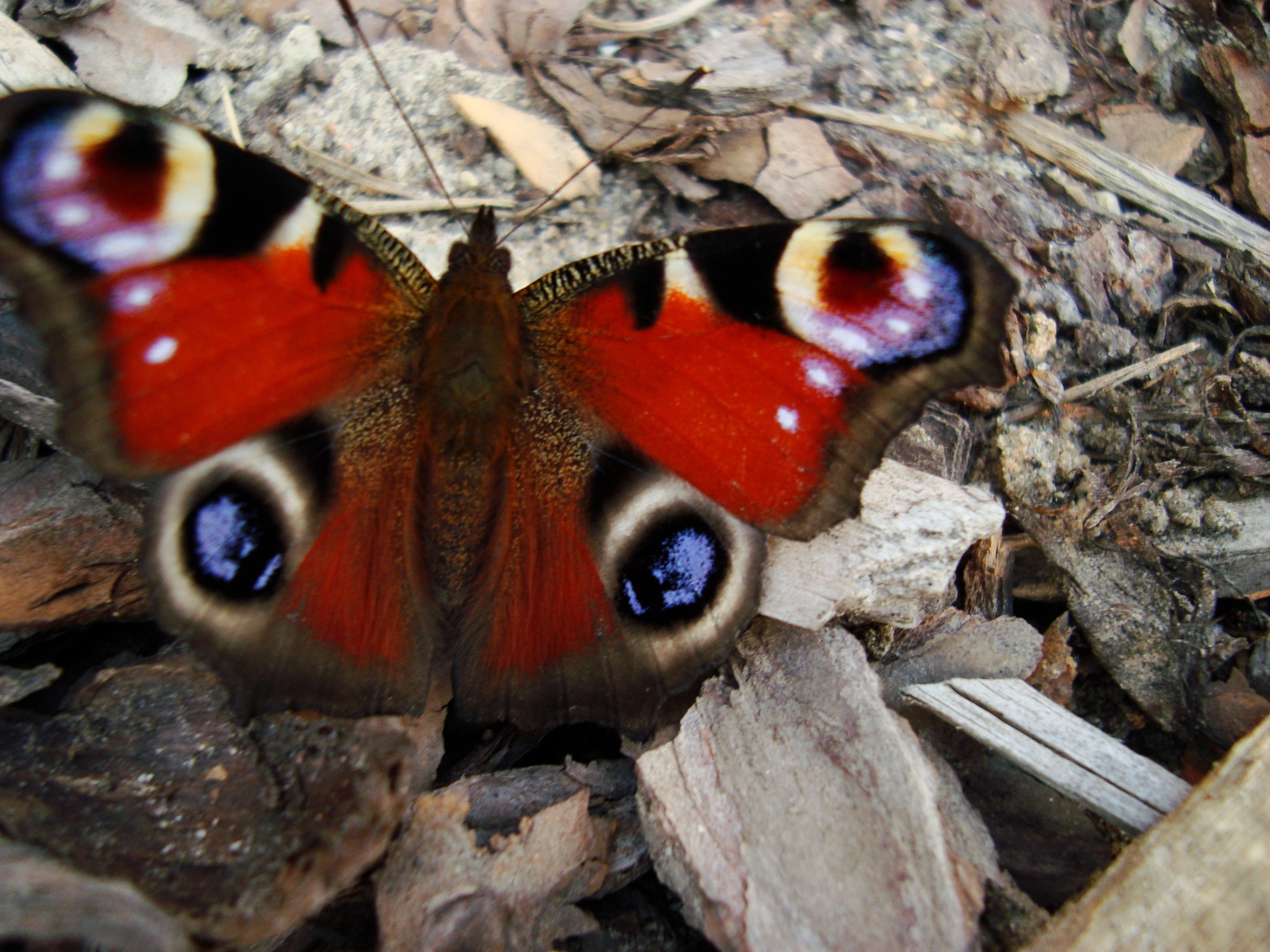 2K, Mariposa, Colores, Insecto, HD Wallpaper
