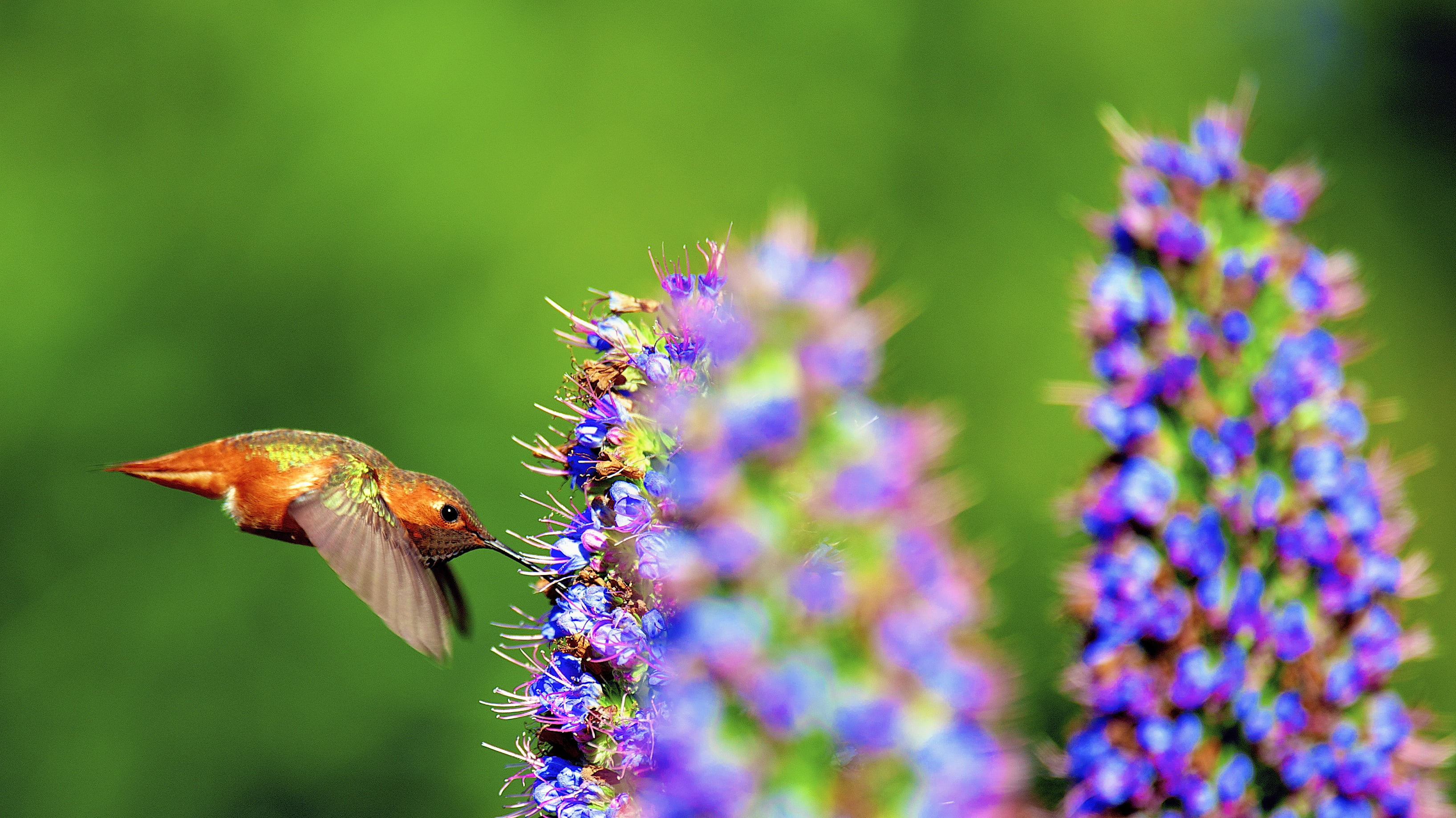 Mariposa, Colibri, shallow focus, birds, wildlife, animal, focus, 2K, photography, shallow, hummingbird, nature, Nature Photography, brown bird, bird, HD Wallpaper