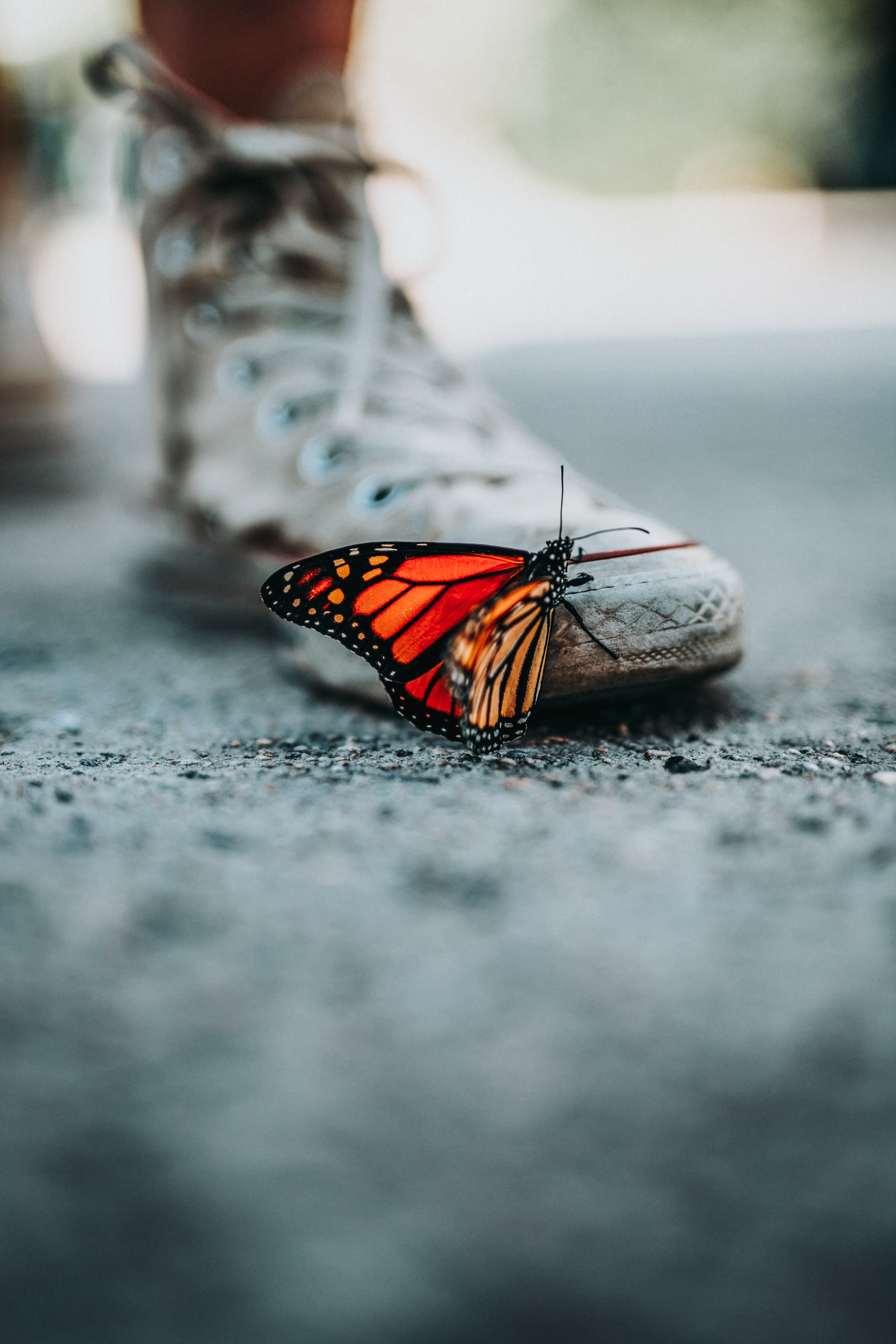 zapatilla, butterfly, industrial, animals in the wild, butterfly - insect, day, 5K, insect, invertebrate, wing, selective focus, photo, chuck taylor, chuck, Phone HD Wallpaper