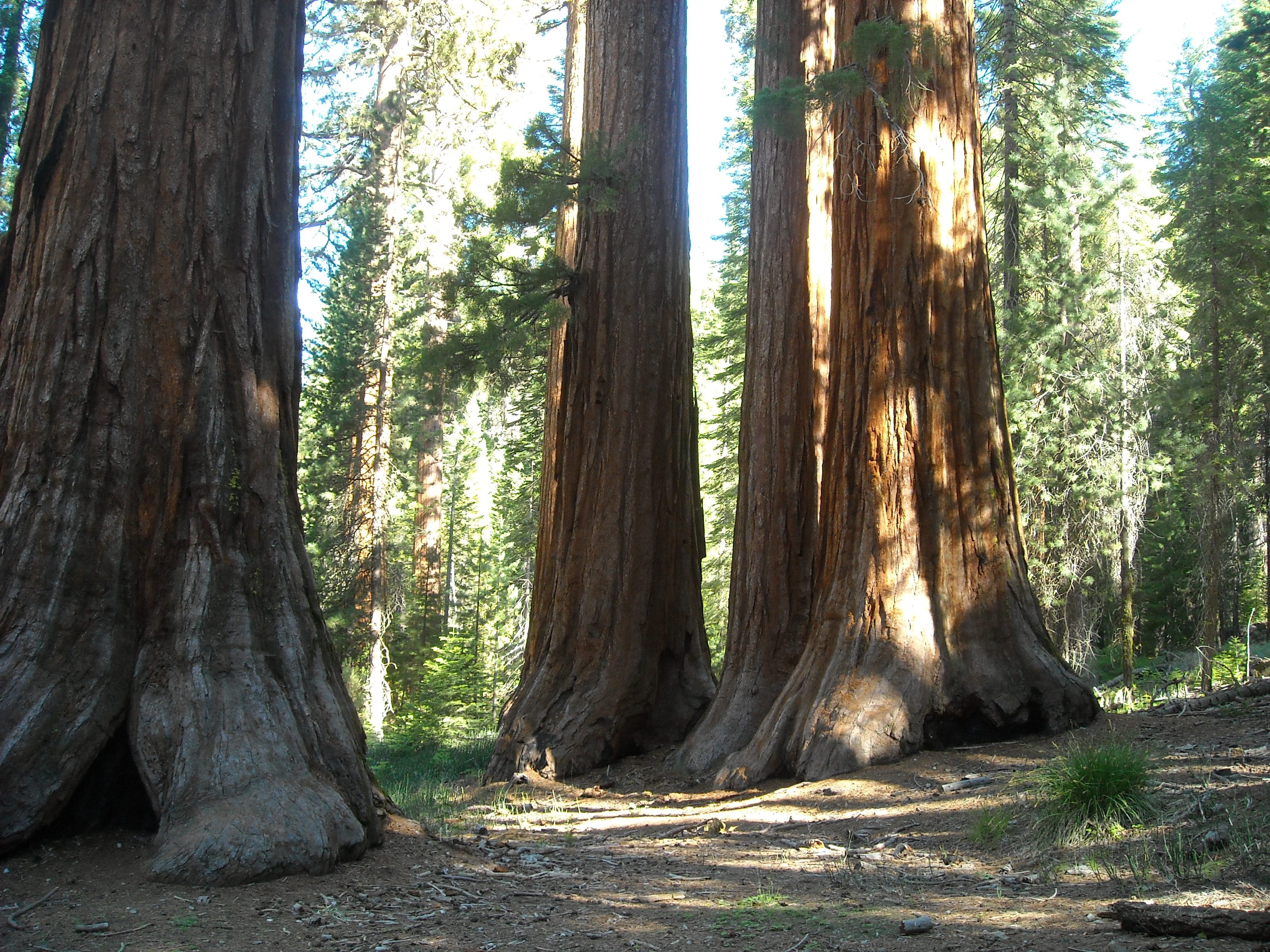 2K, yosemite, green color, mariposa, tree, woodland, no people, trunk, land, beauty in nature, growth, california, non-urban scene, trees, yosemite national park, HD Wallpaper