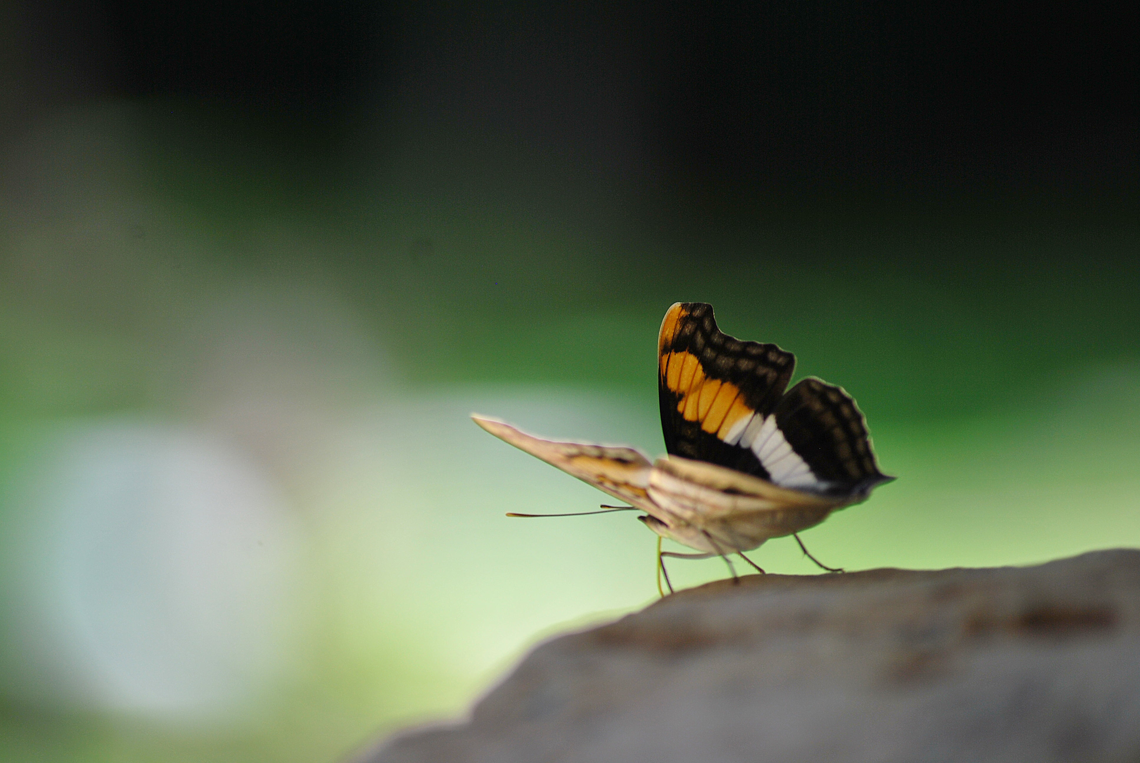 macro, summer, butterfly - Insect, close-up, close up, photo, animal, multi Colored, wildlife, yaxchilan, nature, beauty In Nature, bat, black butterfly, HD Wallpaper