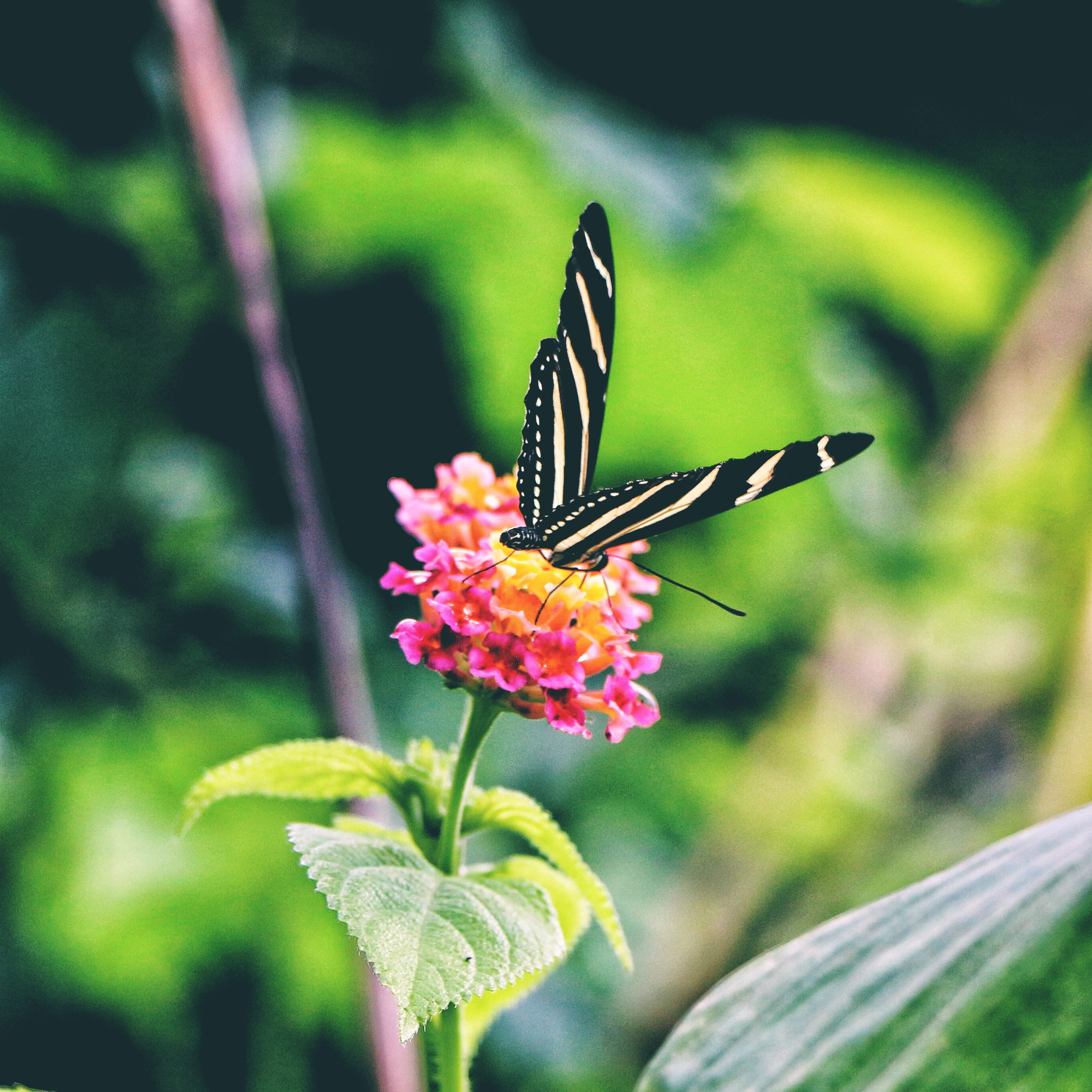 wings, invertebrate, close-up, flowering plant, pink, flor, black, animal, freshness, one animal, fragility, animal wildlife, perching, photography, shallow, Phone HD Wallpaper